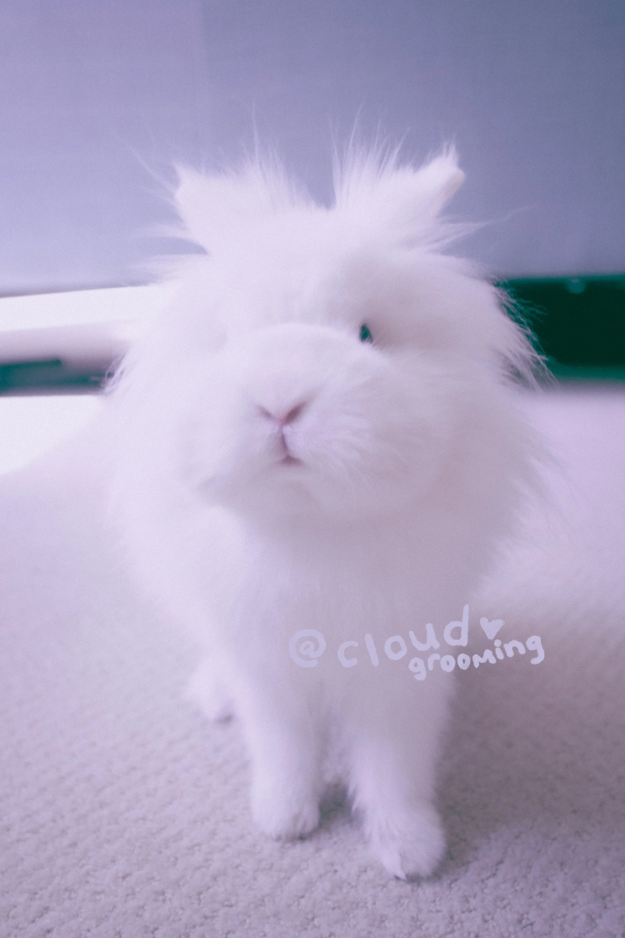 🐰 asian style bunny groom