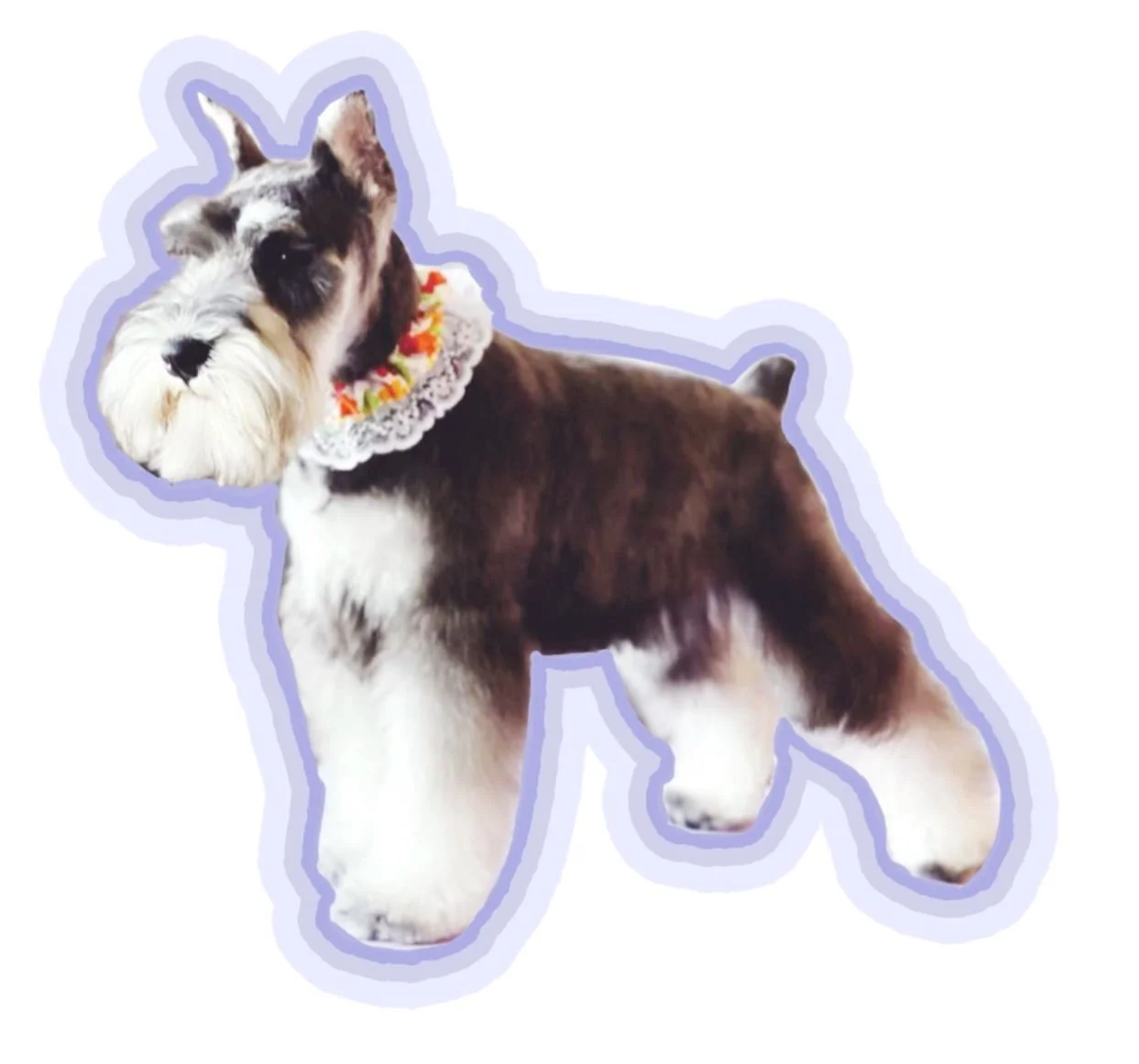 👋 meet our new groomer!