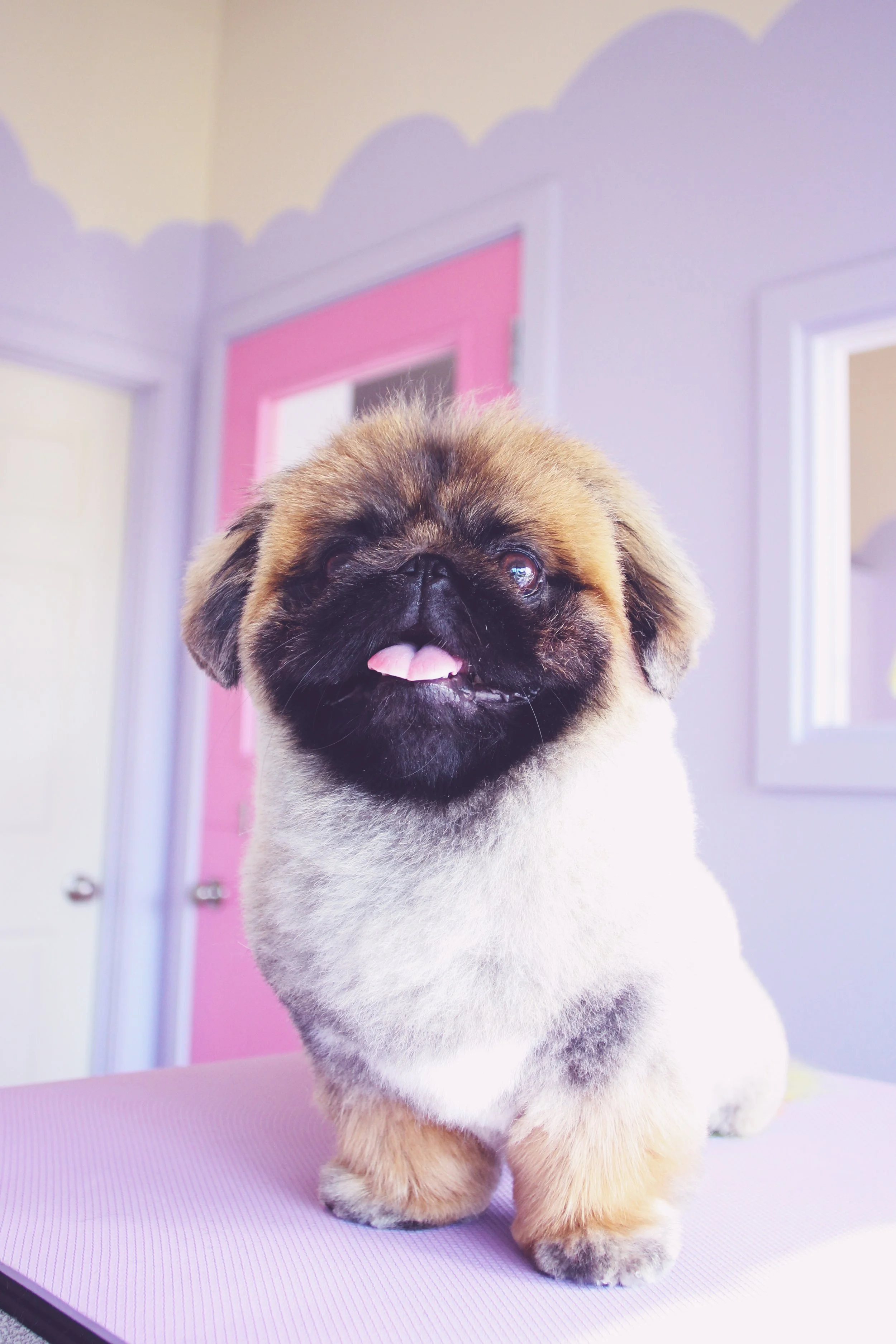 🌈 chips peke’s rainbow tail