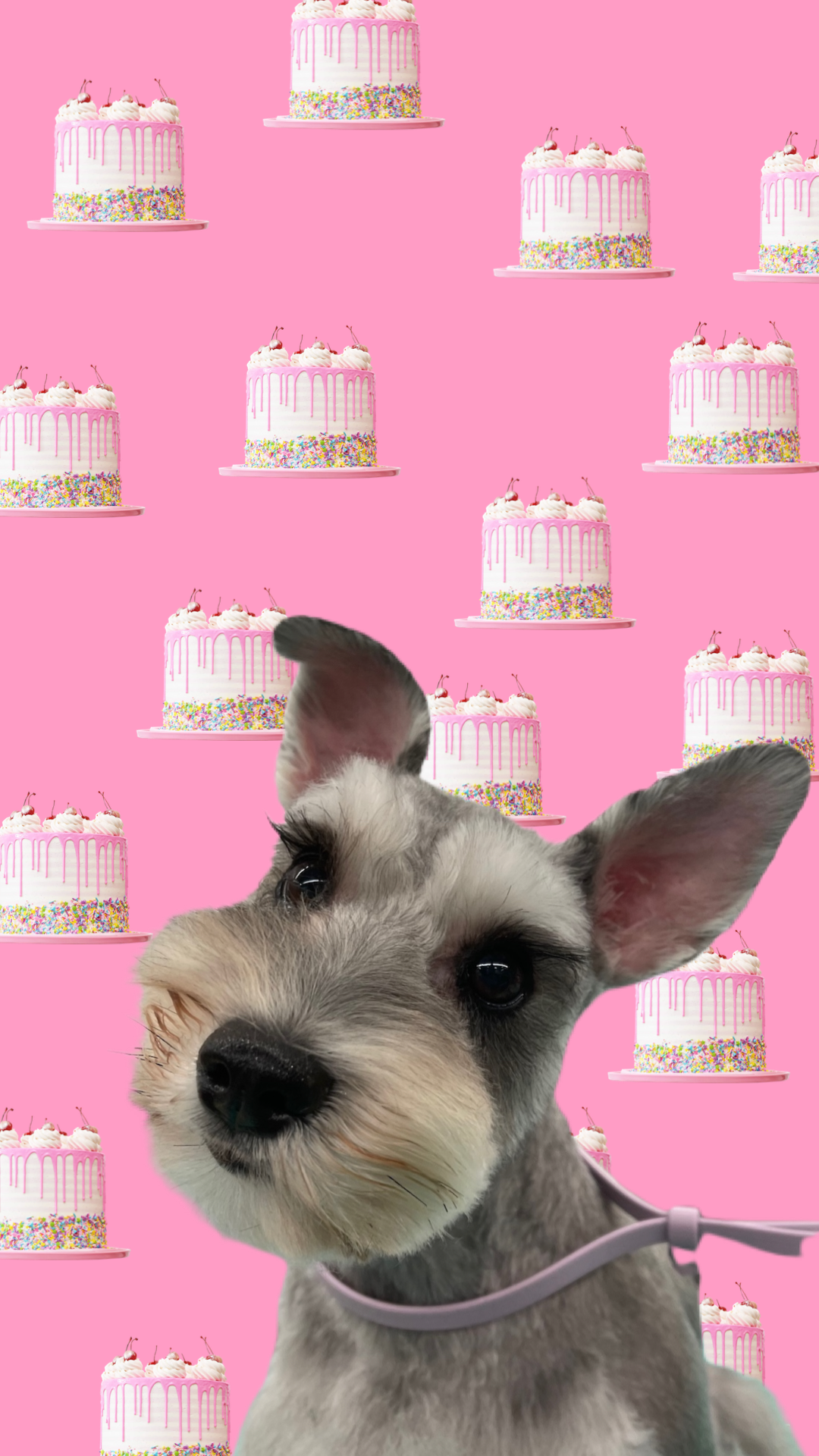 🍩 pastry pups 🥐 