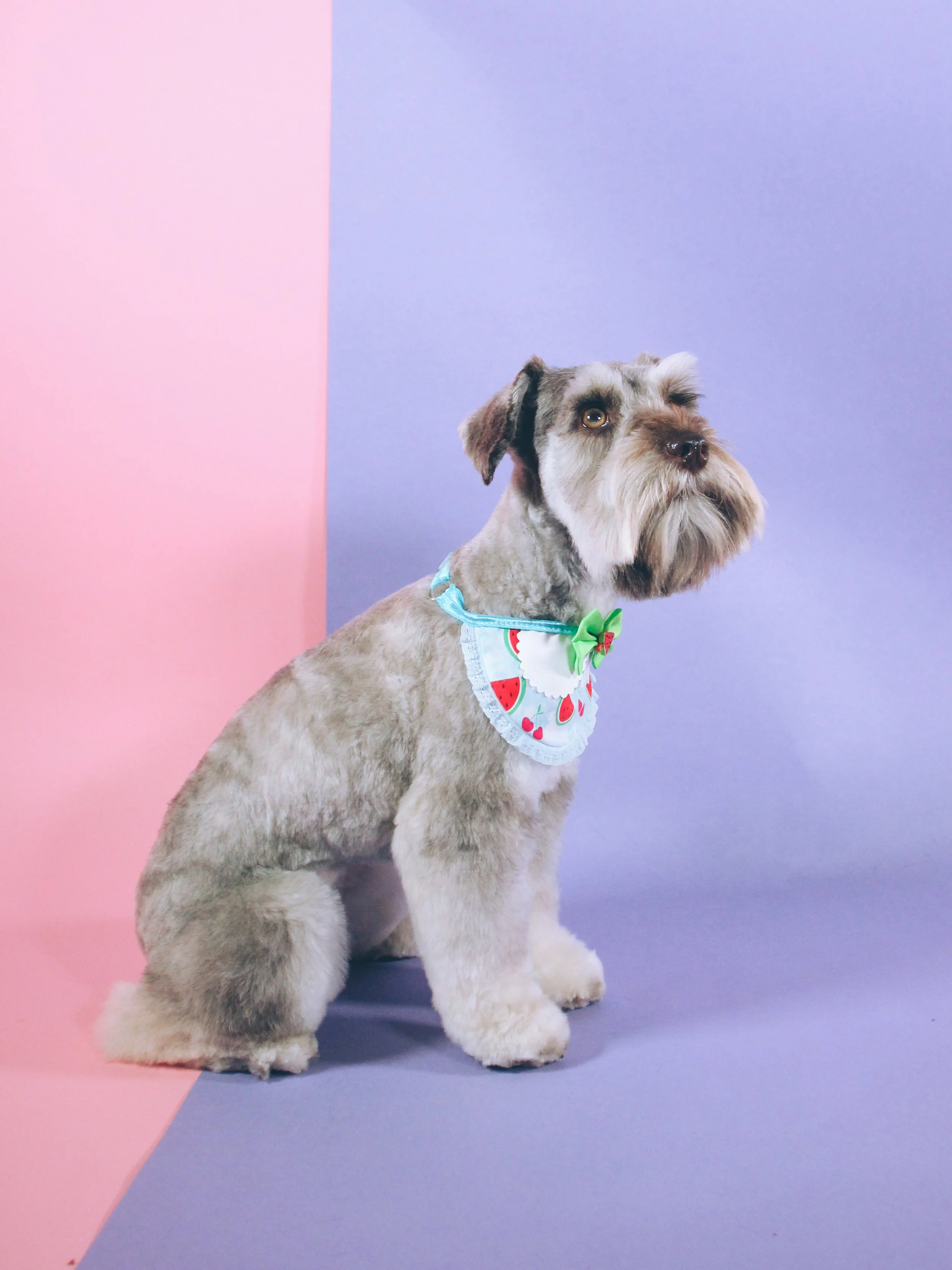 silver schnauzer in a schnauzer groom looking up