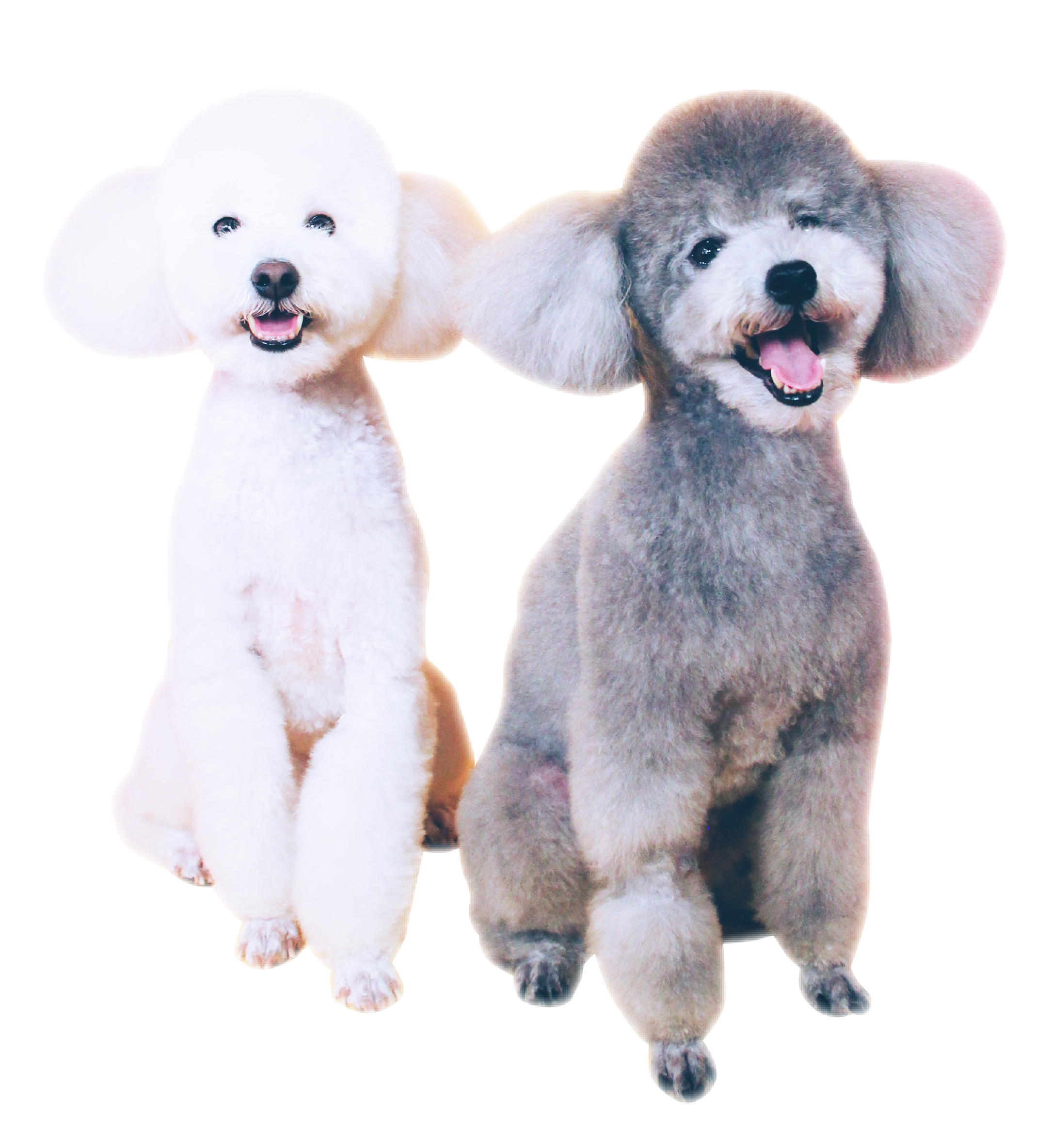 ☁️ momo &amp; benben ☁️