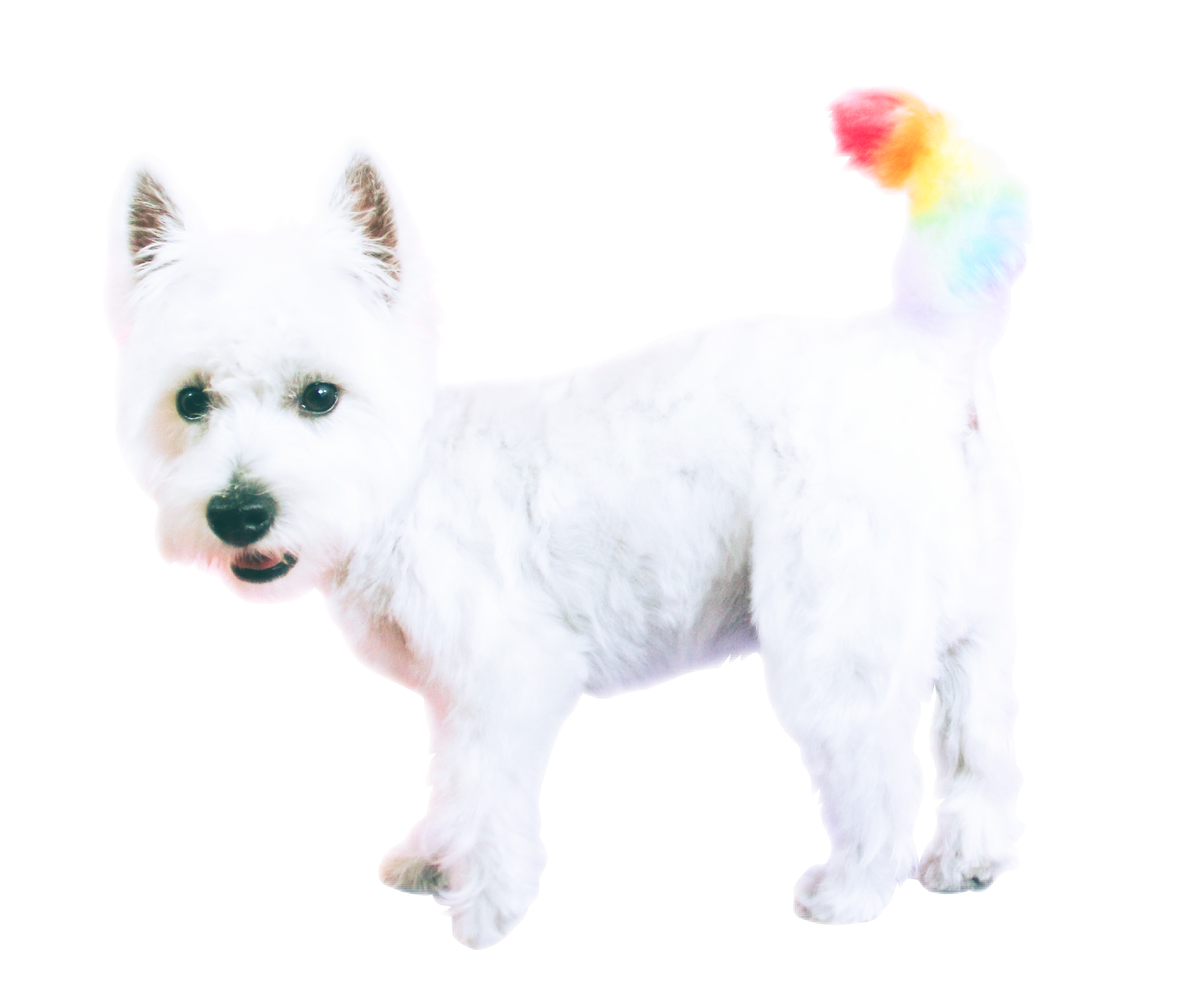 ☁️ winslow ☁️