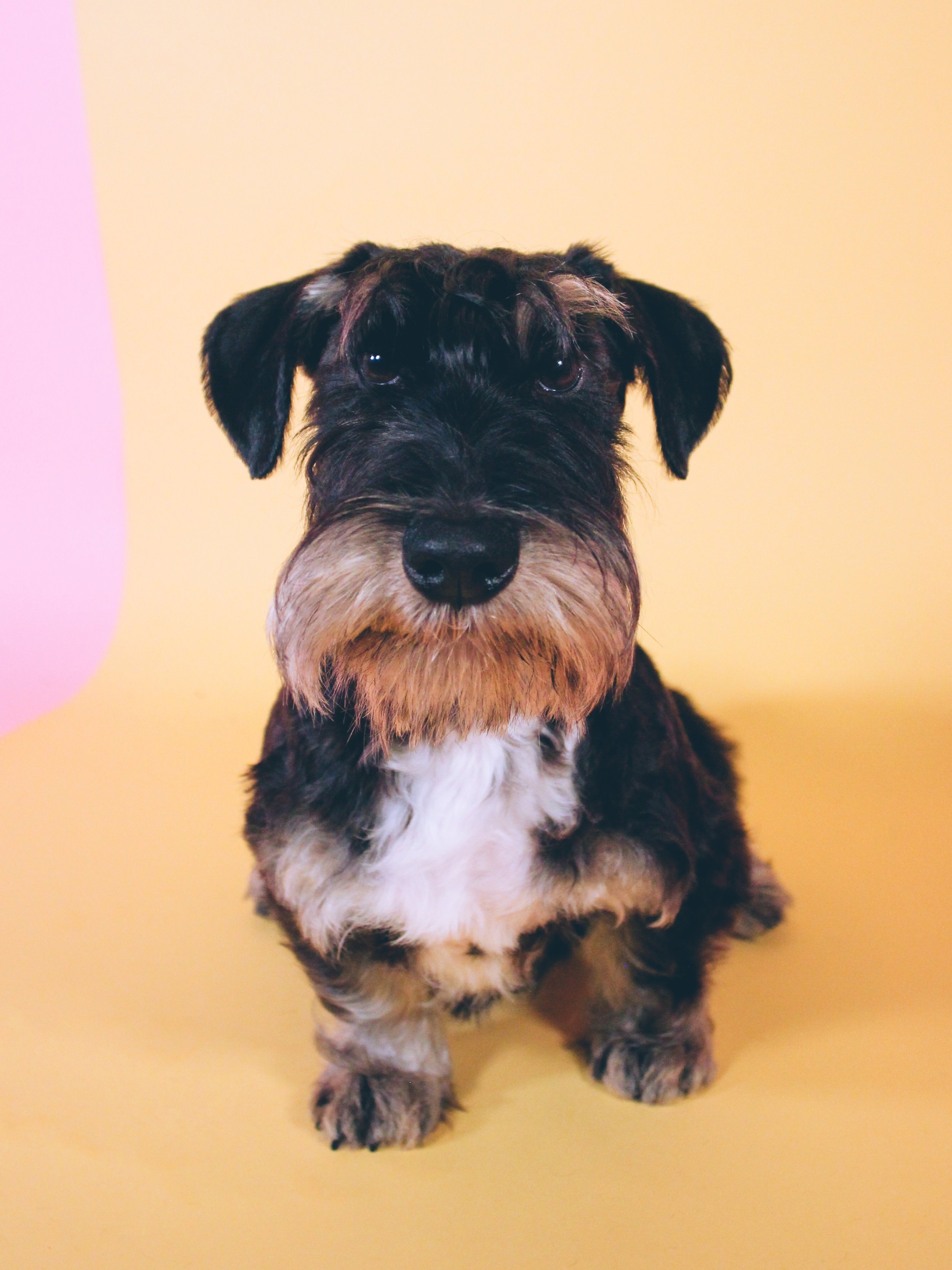 ☁️ winston ☁️