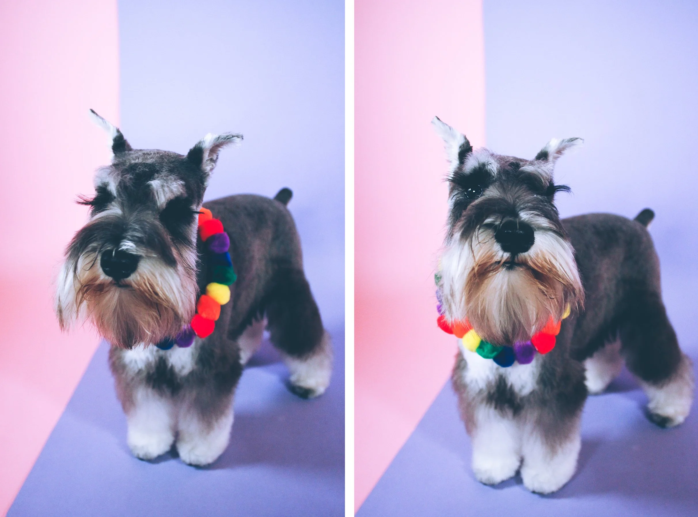 pepper schnauzer cloudberry.jpg