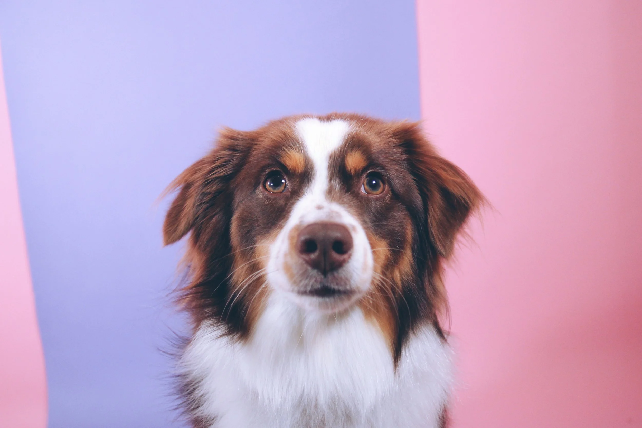 gigi cloud grooming 2.jpg