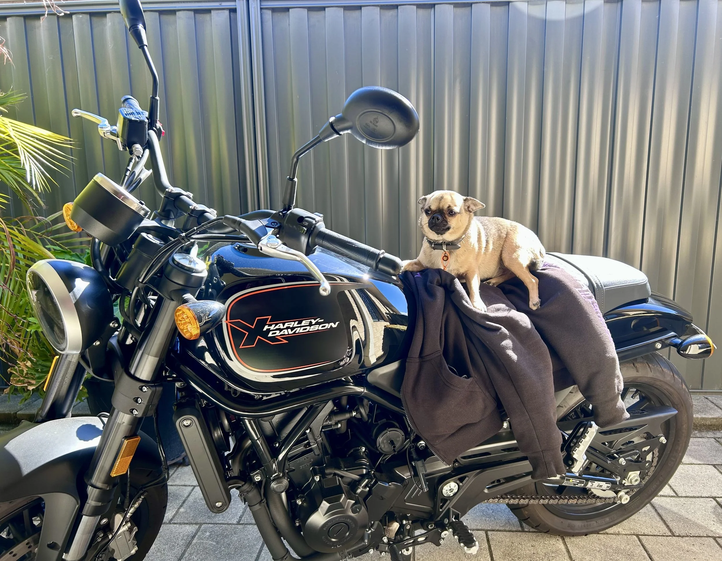Harley-Davidson X500 (2024)