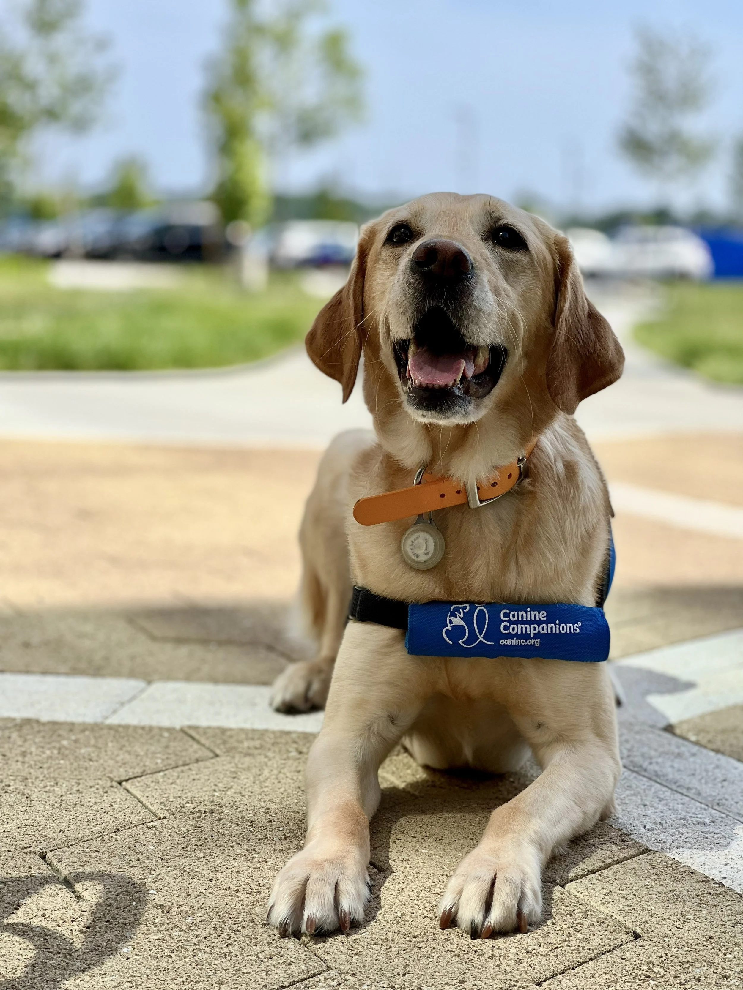 A cheerful service dog with a bandana that says 'Canine Companions,' sitting on a paved pathway outdoors with blurred trees, grass, and parked cars in the background.
