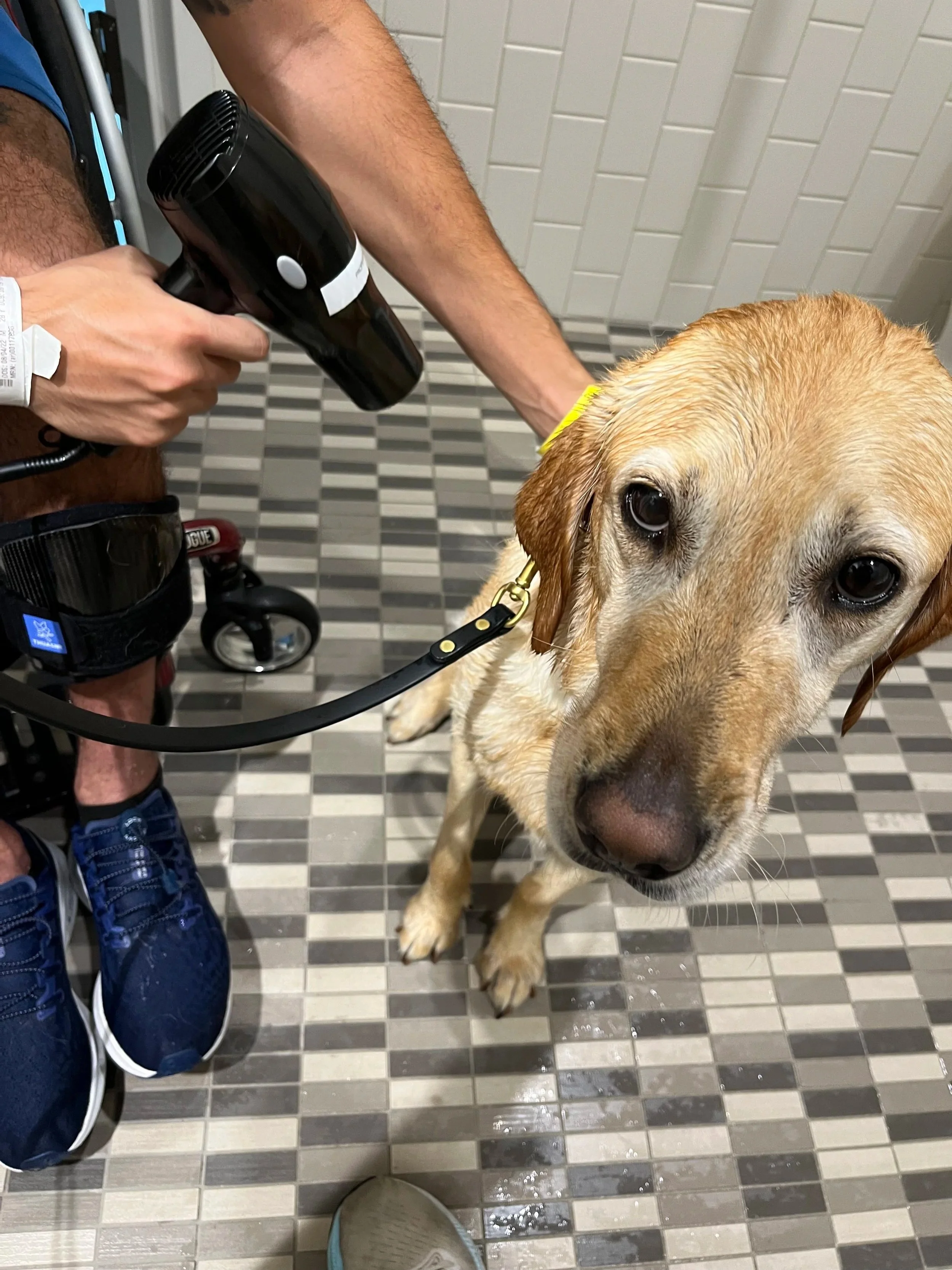 A person drying a wet yellow Labrador Retriever with a black blow dryer in a tiled bathroom.