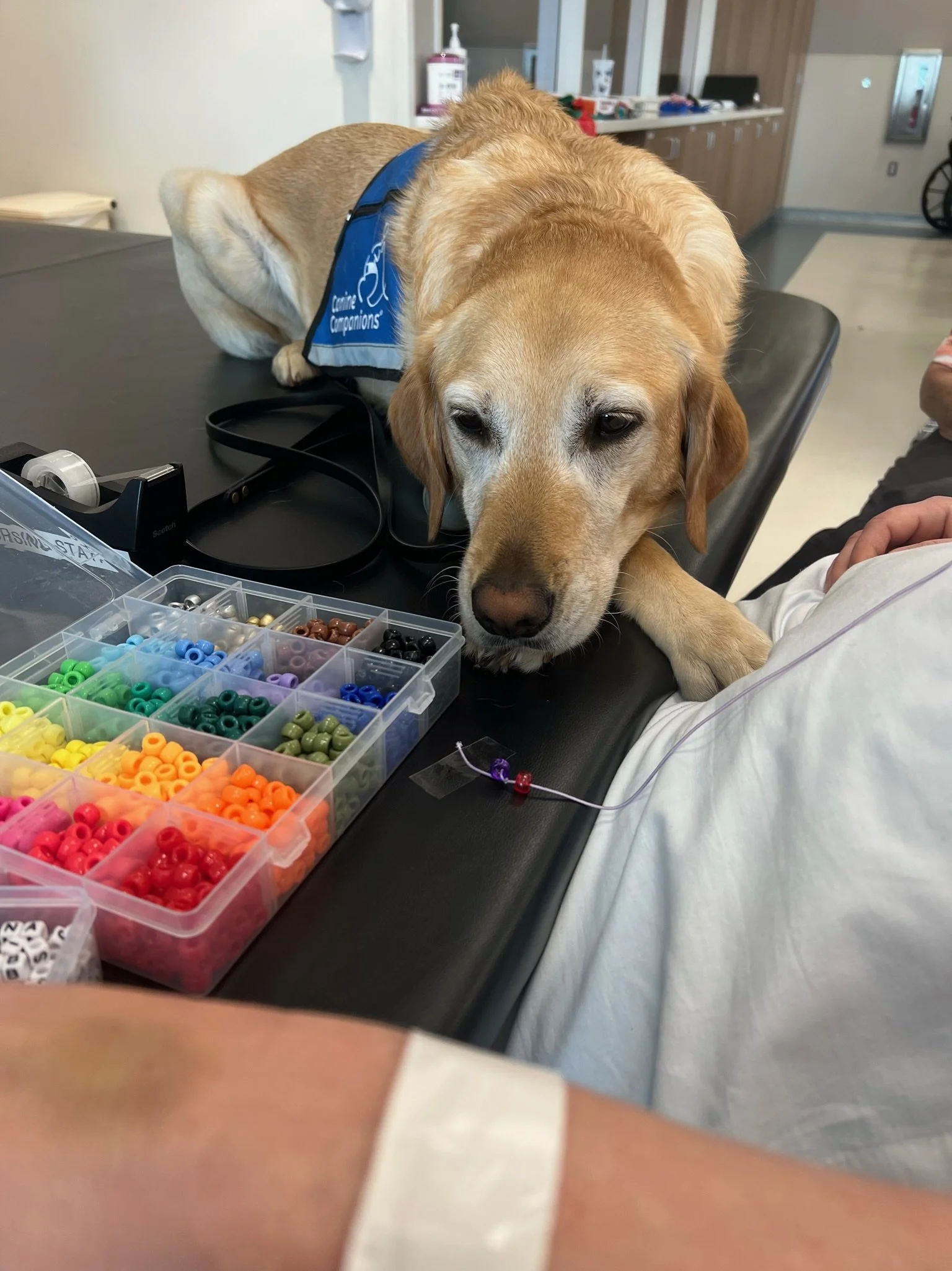 A yellow Labrador retriever therapy dog resting its head on a person's arm during a visit to a medical facility. The dog wears a blue vest with white text. In front of the dog are colorful beads and a needle, indicating a possible activity or therapy session.