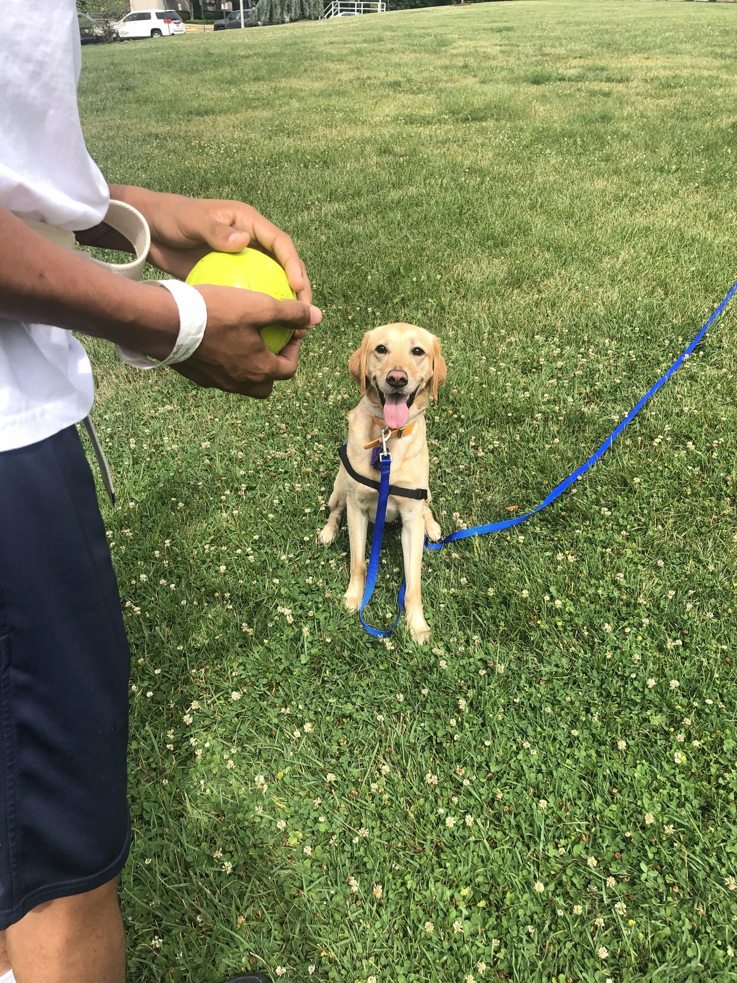 A person holding a yellow ball while a happy yellow Labrador retriever sits on grass, panting with tongue out, wearing a black harness and blue leash in an outdoor park.