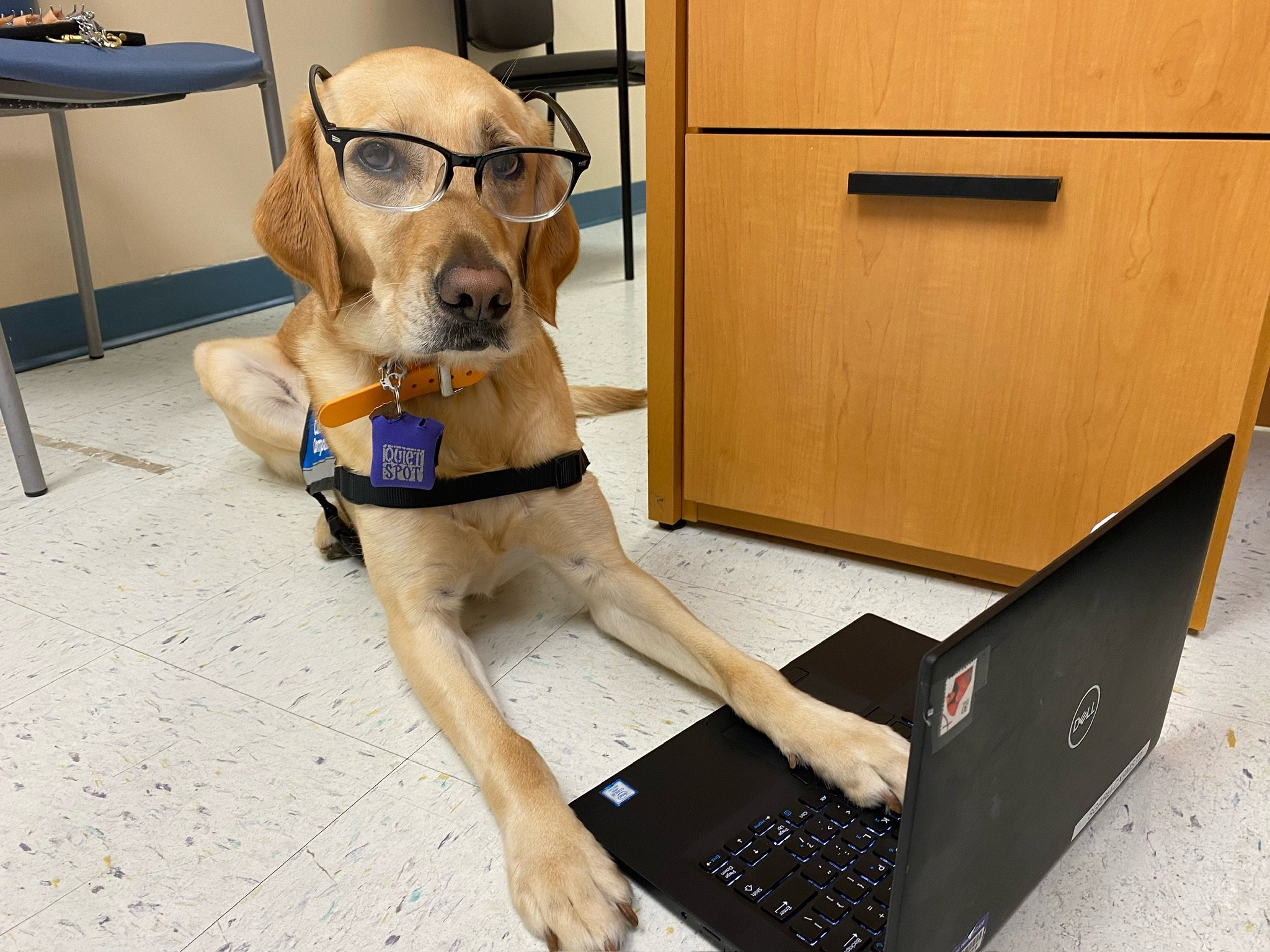A facility dog wearing glasses and typing on a laptop
