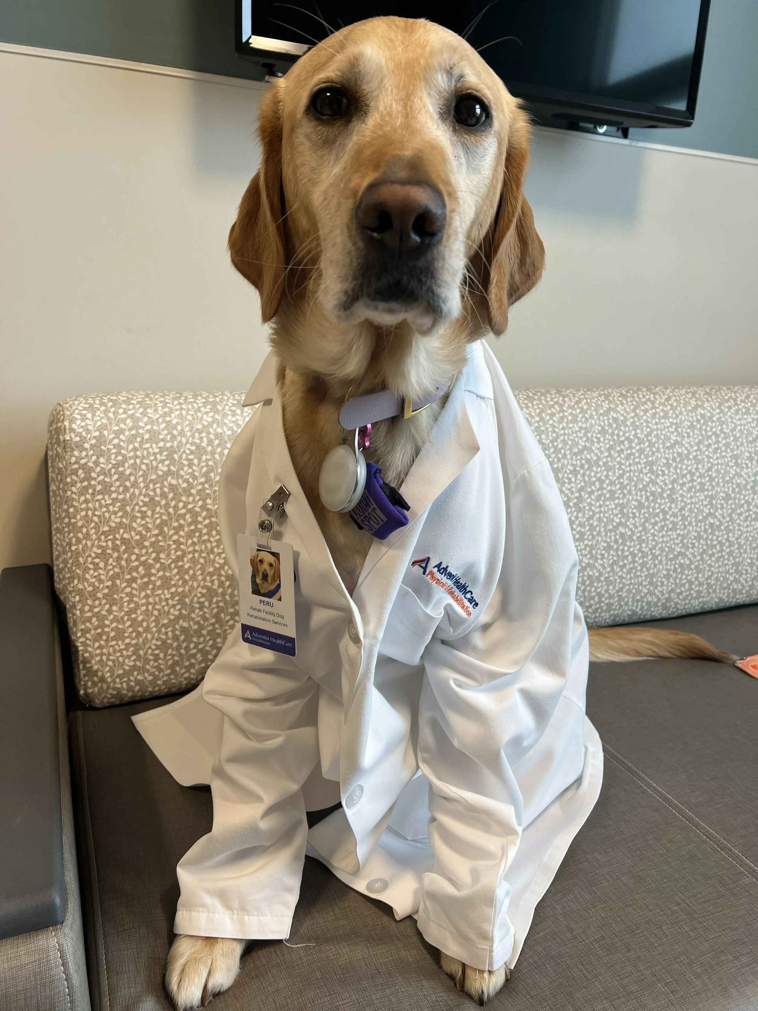 A dog dressed in a white doctor coat with a name tag and a stethoscope around its neck, sitting on a gray couch.
