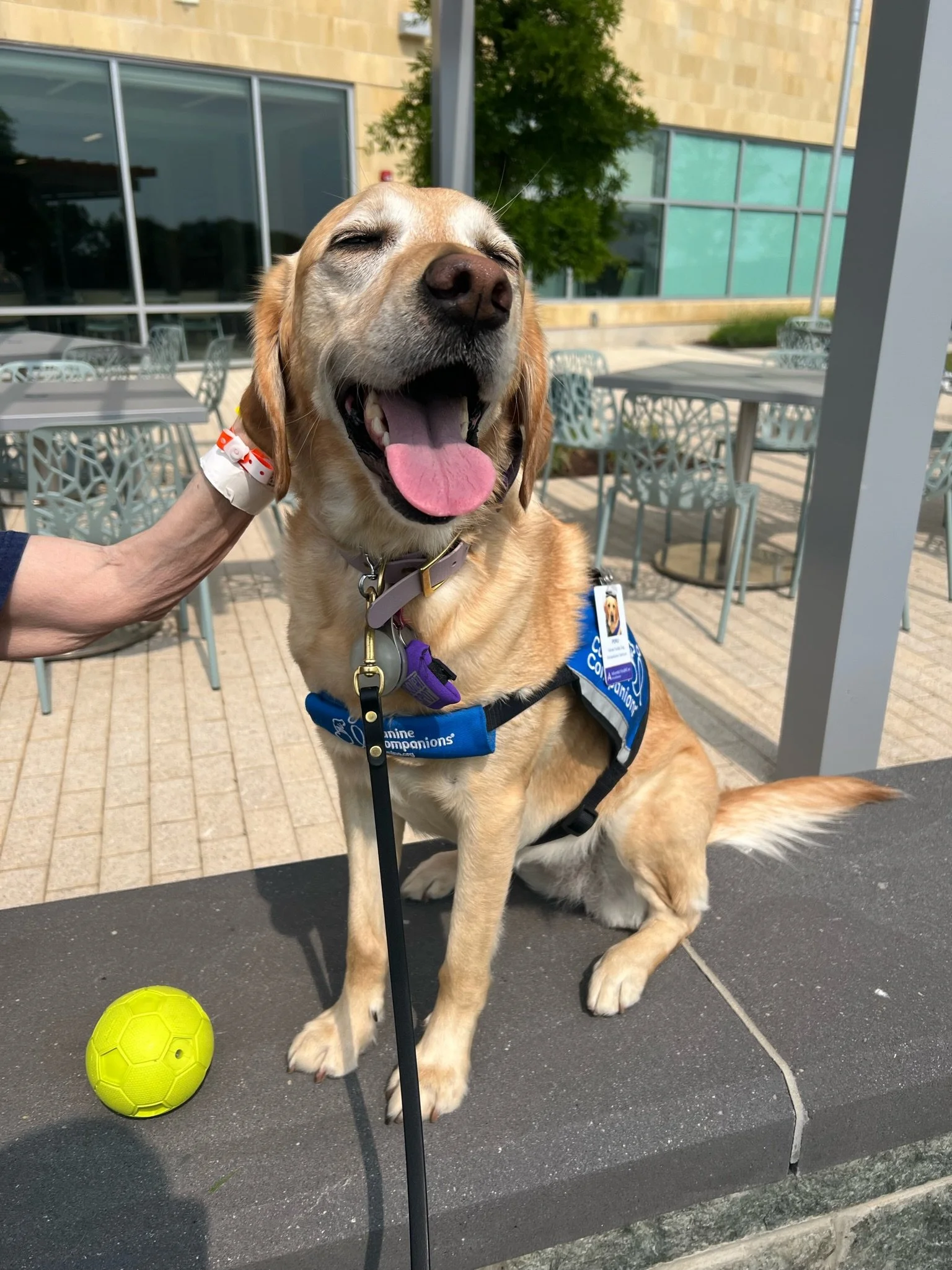 A smiling golden retriever service dog sitting on a gray ledge, wearing a blue harness marked 'Canine Companions.' A small yellow toy soccer ball is on the ledge nearby. The background features outdoor seating with metal chairs and tables, large glass windows, and a building with tan siding and green landscaping.