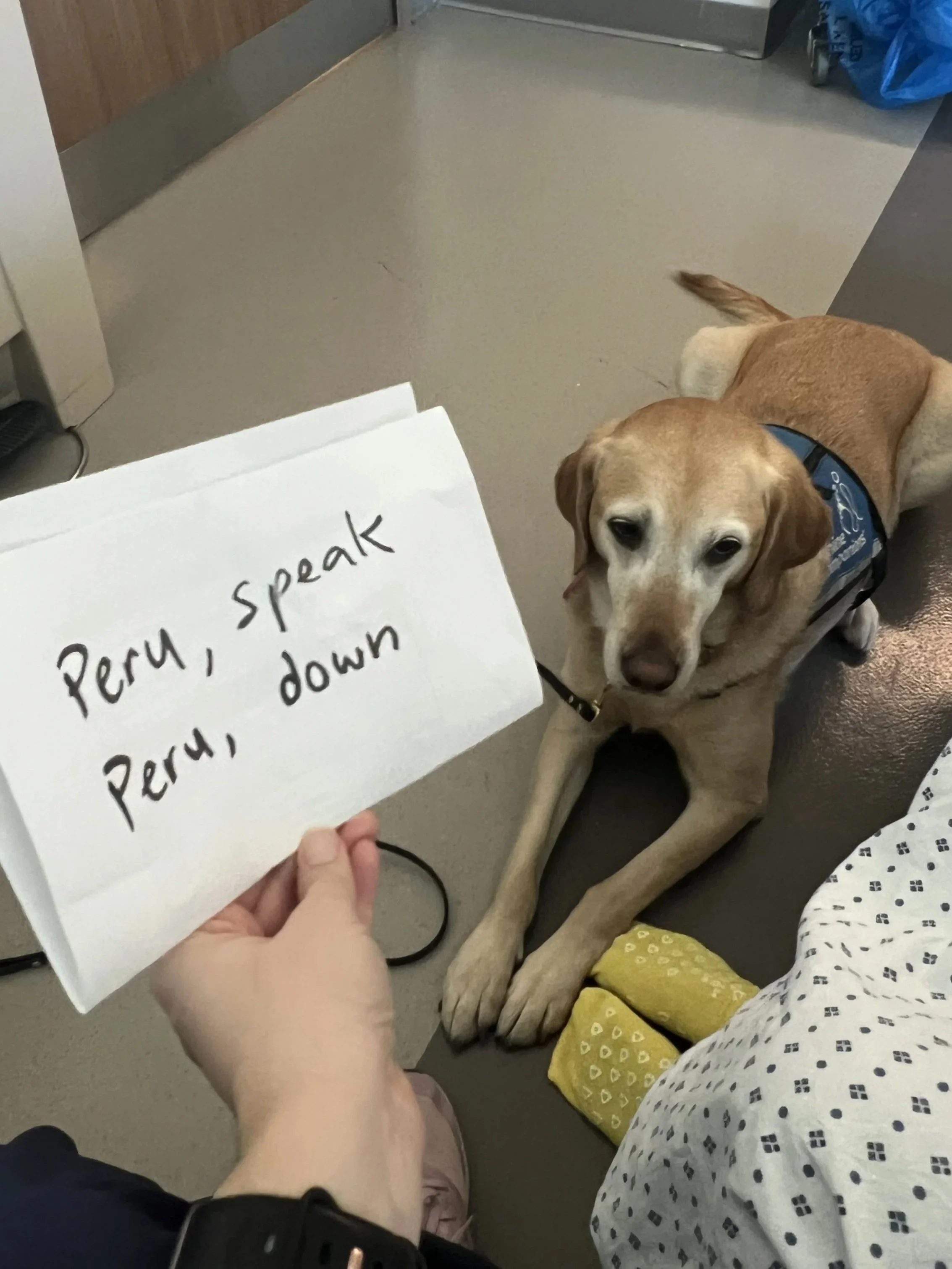 A yellow Labrador facility dog lying on the floor, next to a person seated wearing a hospital gown, yellow socks on their feet, and a hospital bed behind. A whiteboard with the message 'Peru, speak. Peru, down' is held in front of the person.
