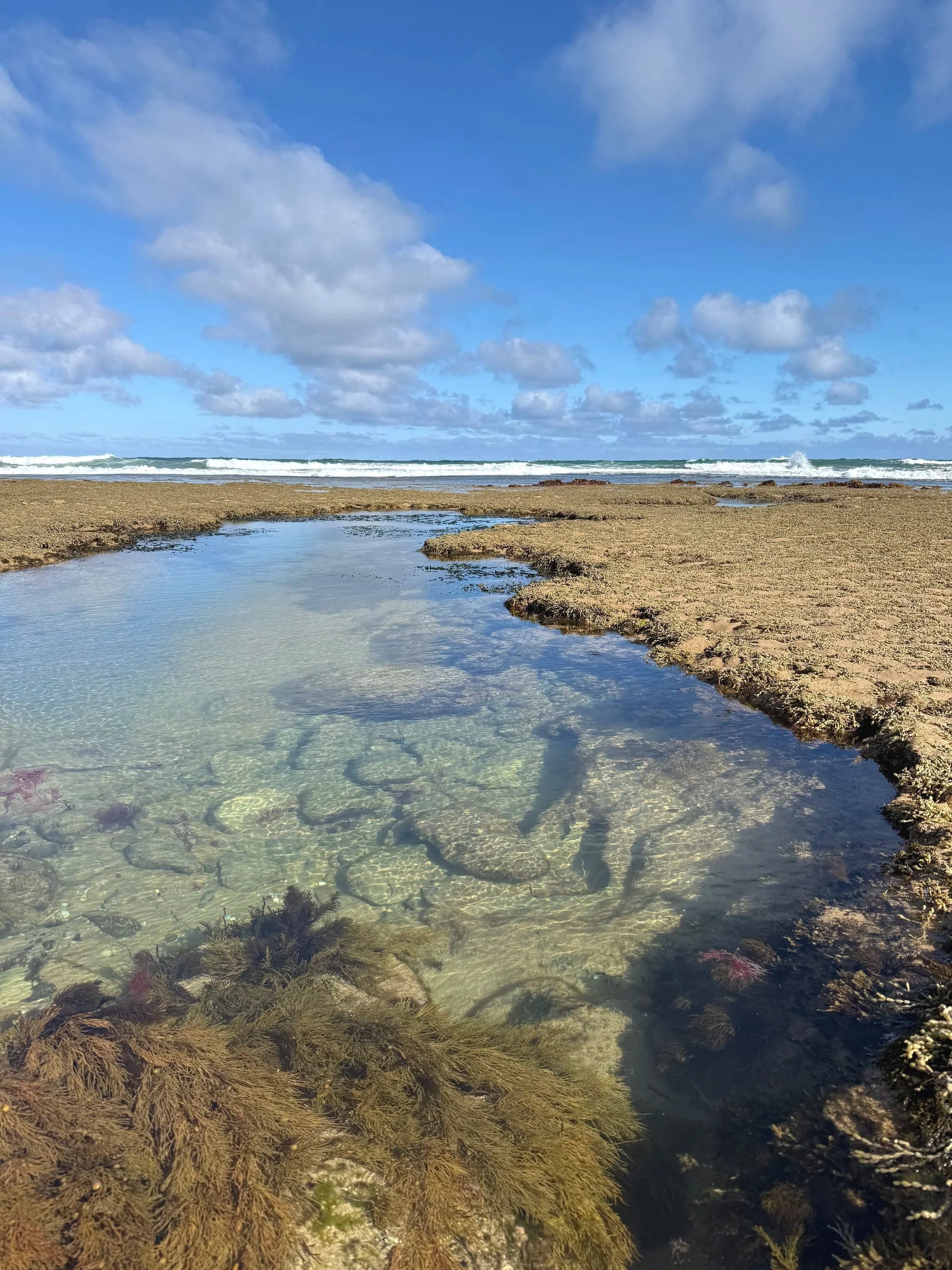 Barwon Bluff Marine Sanctuary