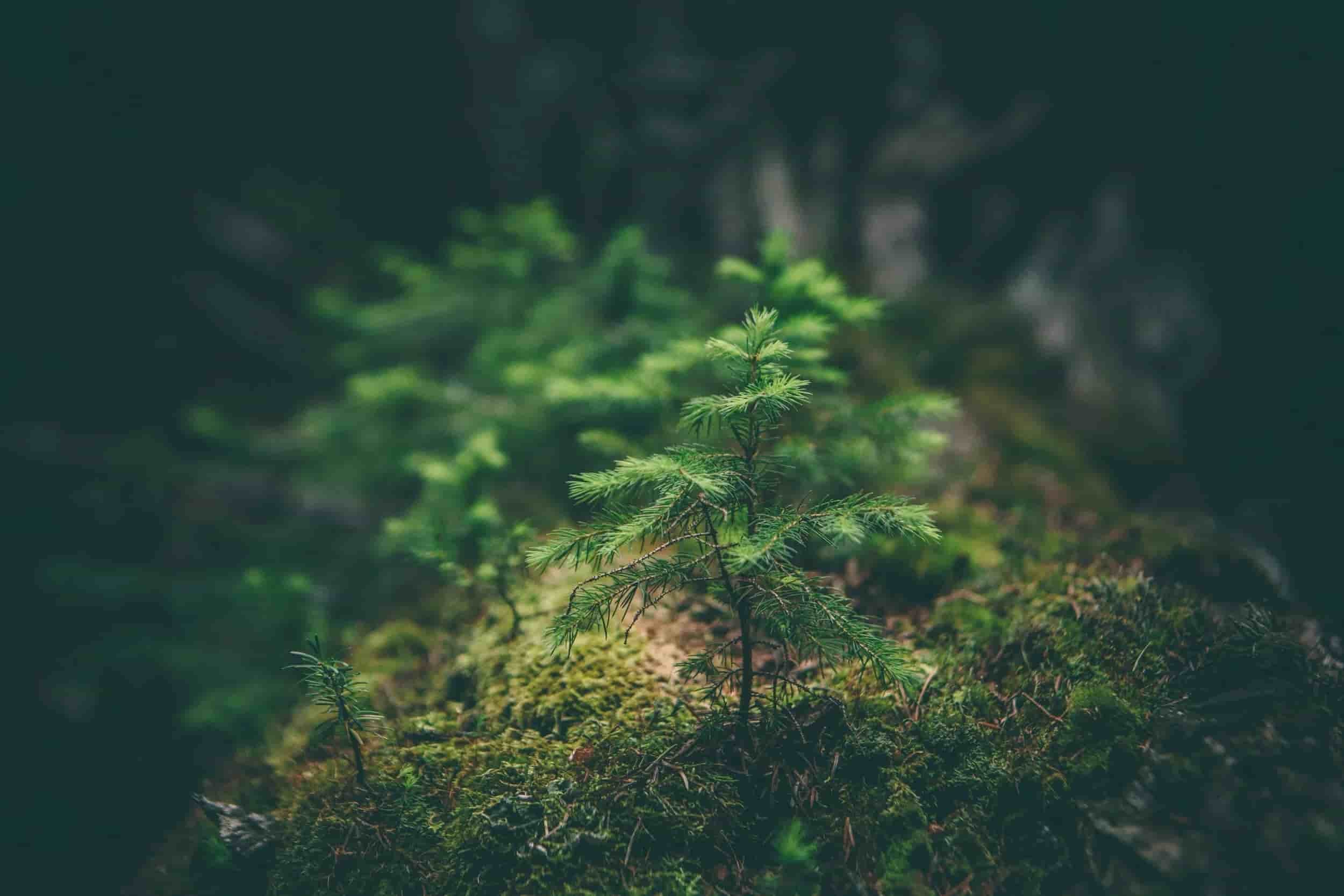 Close-up of a small evergreen sapling growing in a forest floor with moss and soil, blurred dark background.