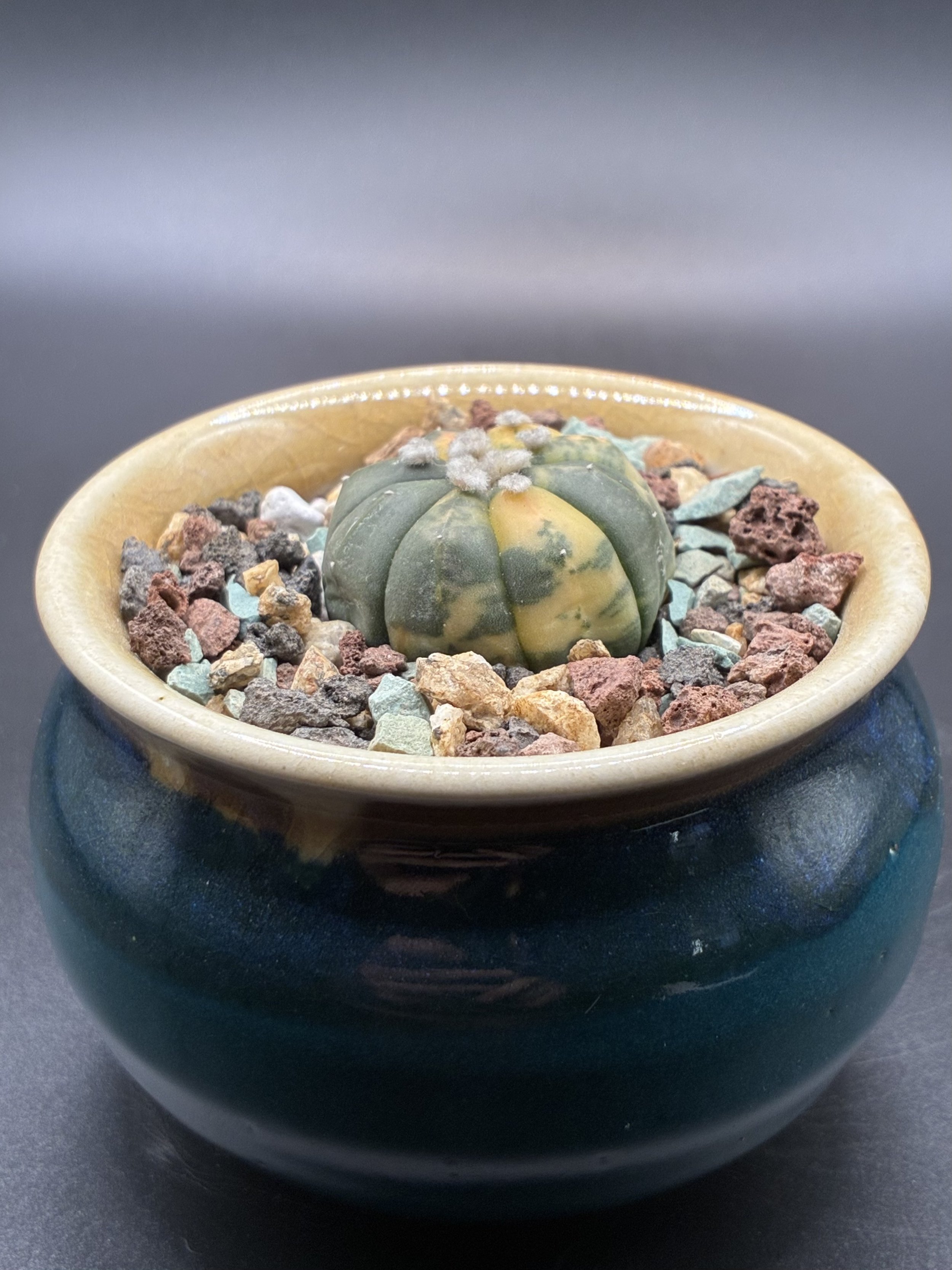 Astrophytum asterias variegated