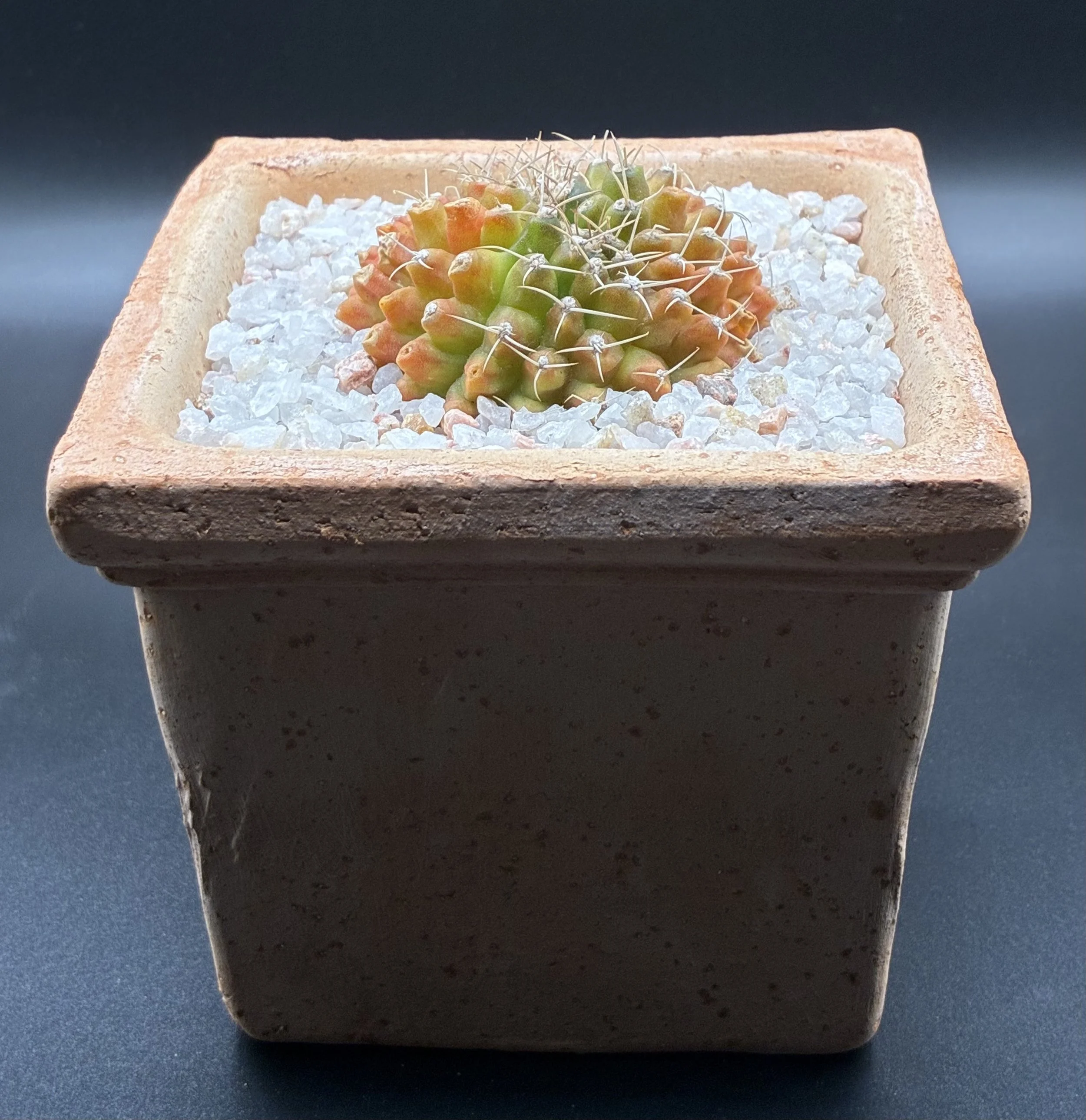 Gymnocalycium mihanovichii crested