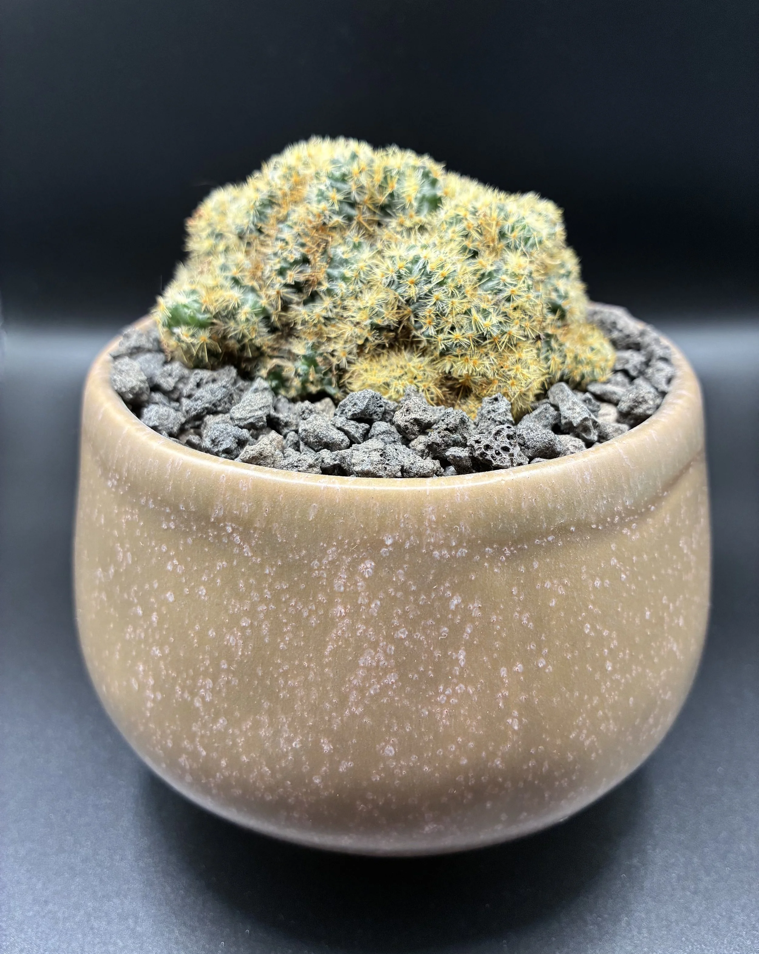 Mammillaria prolifera crested