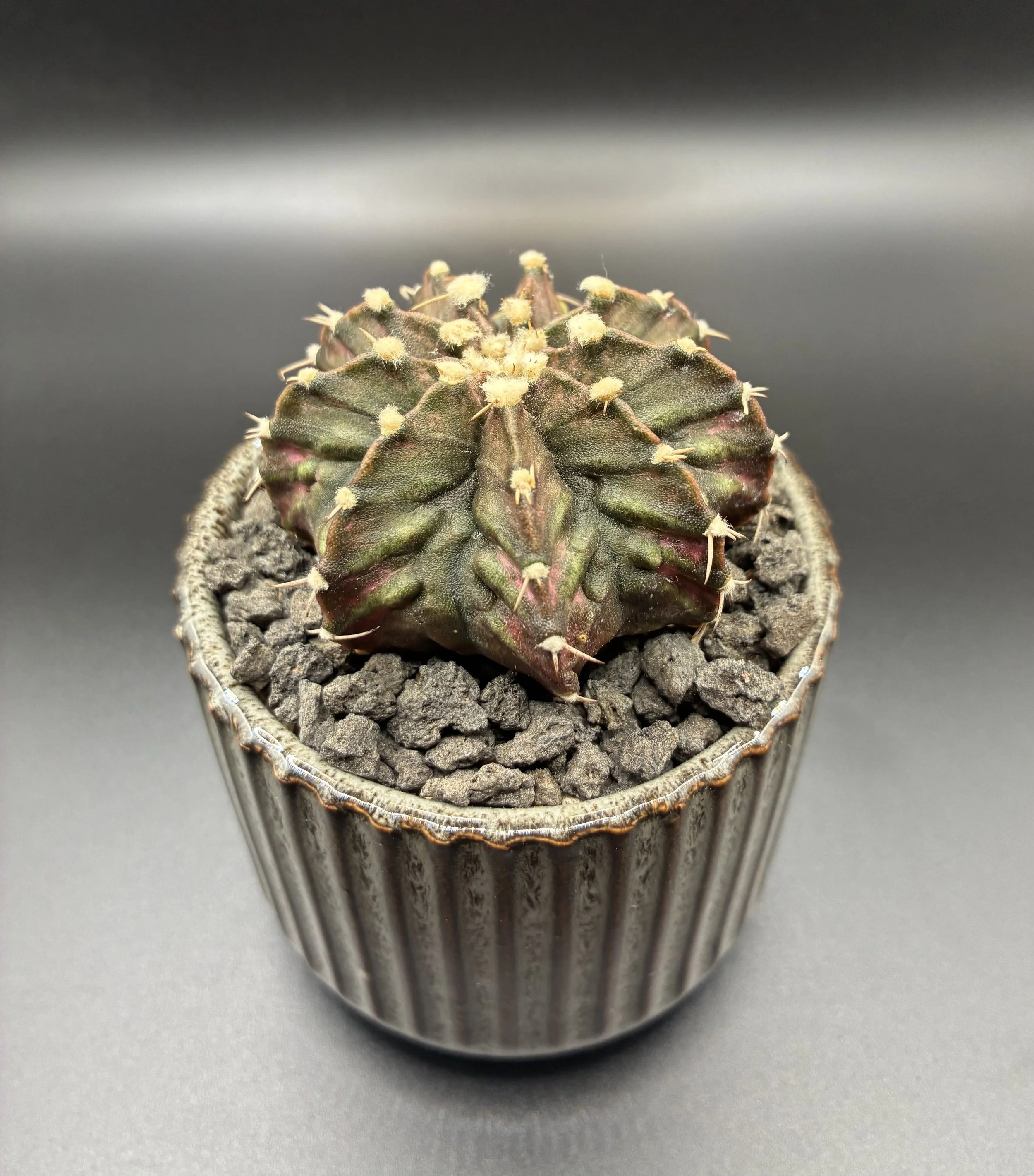 Gymnocalycium mihanovichii Dino