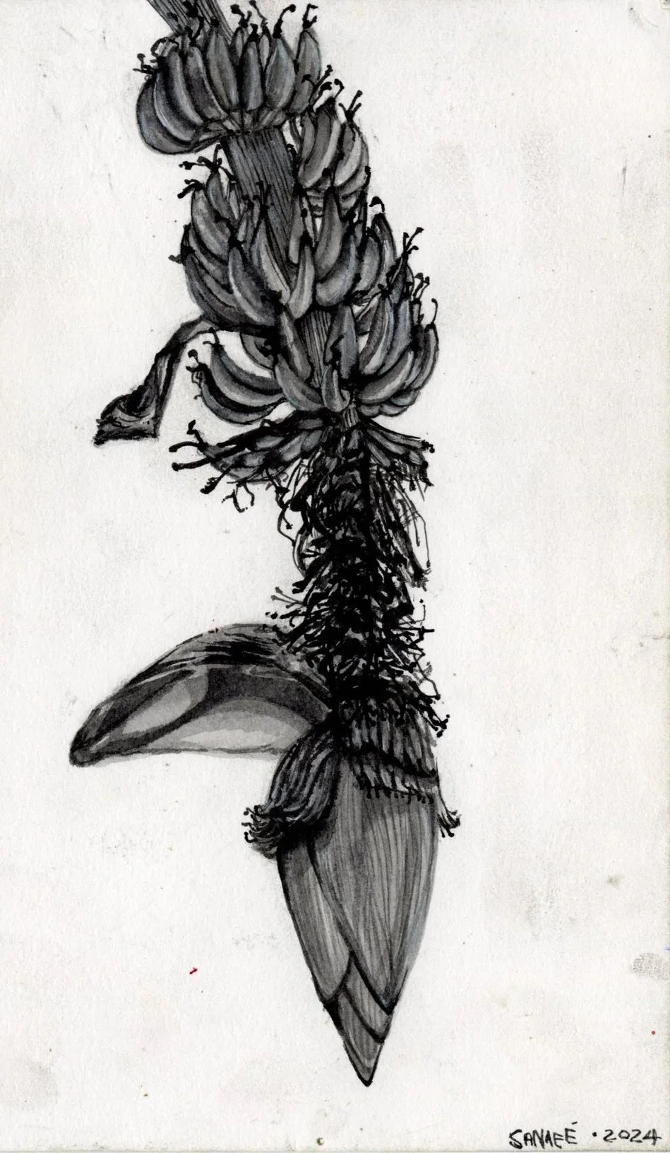 "Oh wowww so this is how Bananas grow, ", Ink, 2024