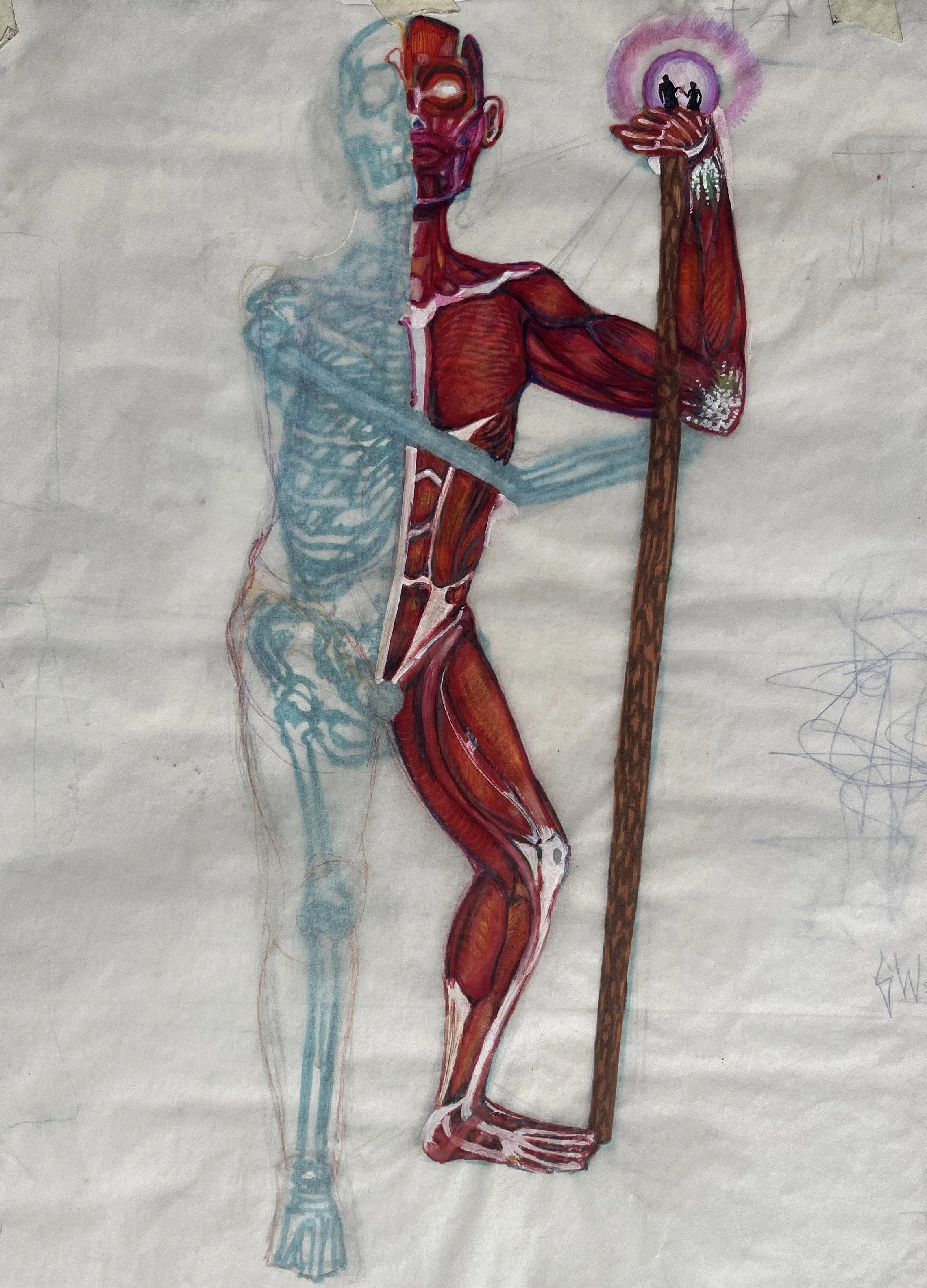  Behind Skin (Muscle), Pencil & Ink, 2024