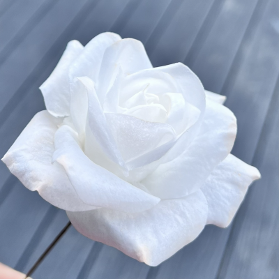 Wafer_Paper_Rose1.png