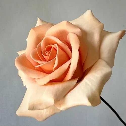 sugar_rose_peach.jpg