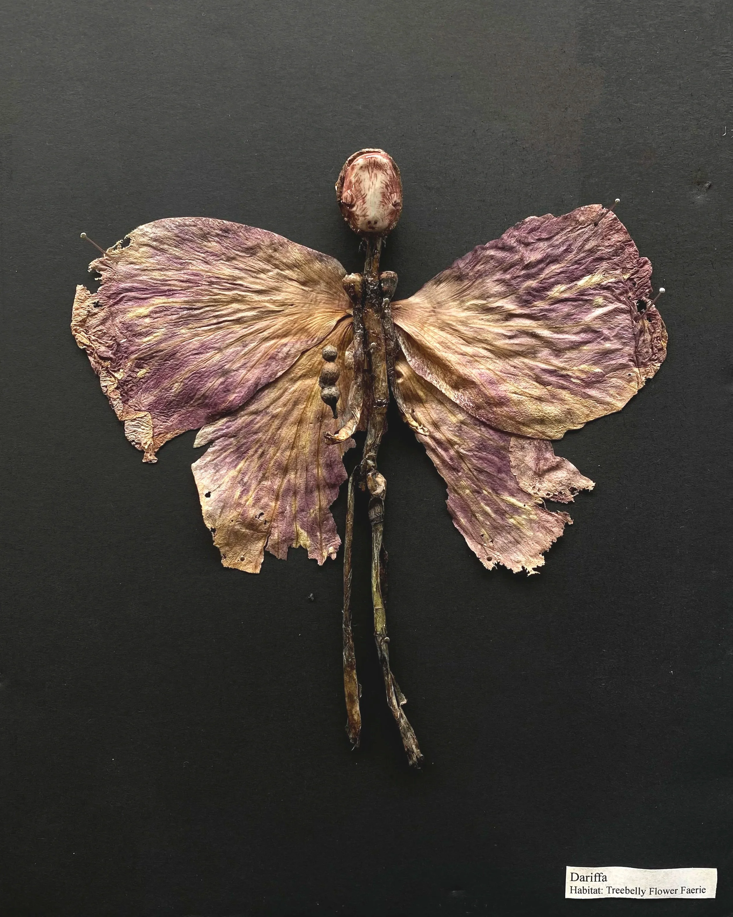 Dariffa - Hibiscus flower, twigs, ink, tissue paper, bark, eucalyptus gumnut, clay (2026)