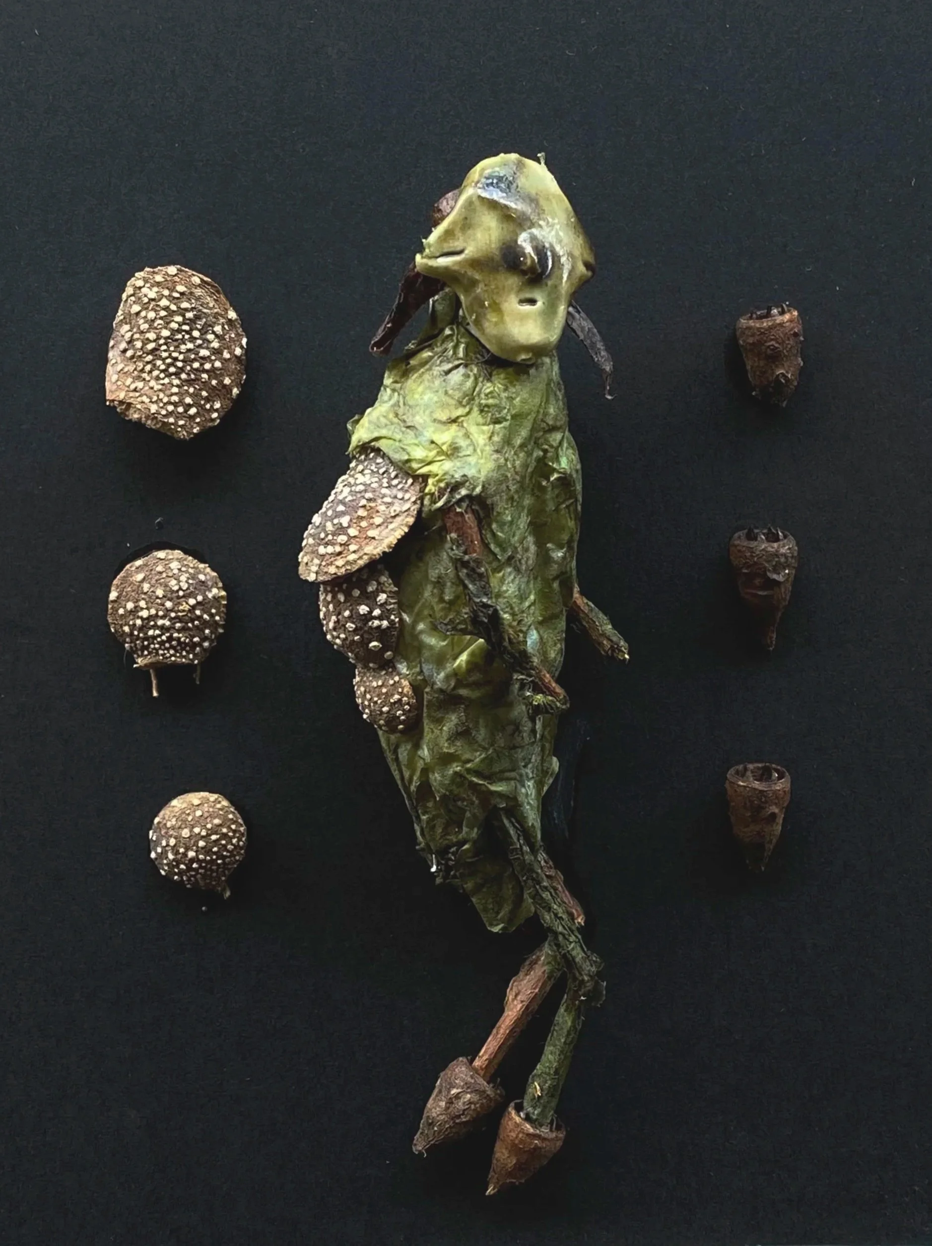 Aglan - Eucalyptus gumnuts, twigs, ink, tissue paper, magnolia champaca seed pods, clay (2026)