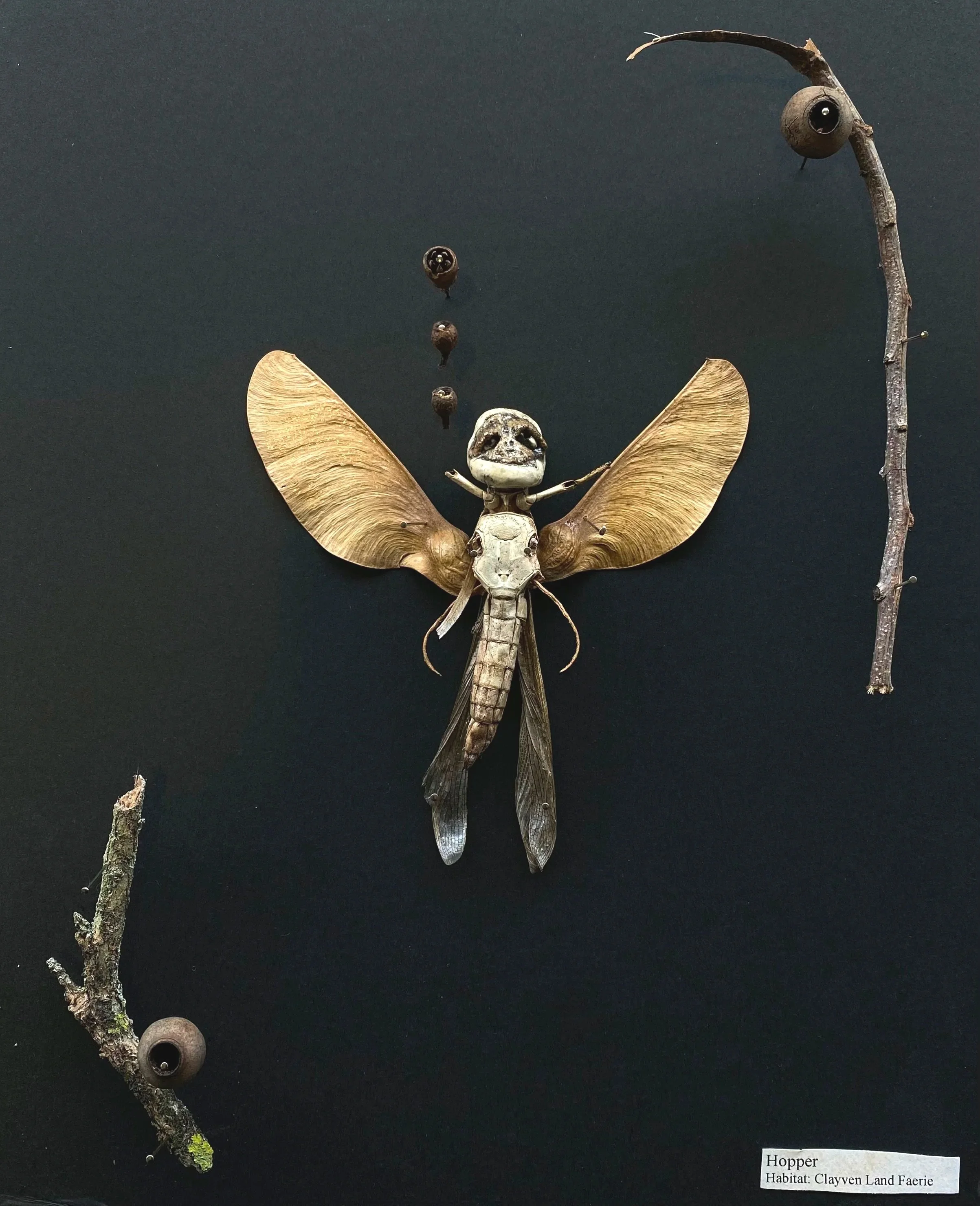 Hopper - Giant grasshopper, tipu tree seeds, twigs, redgum nuts, clay (2026)