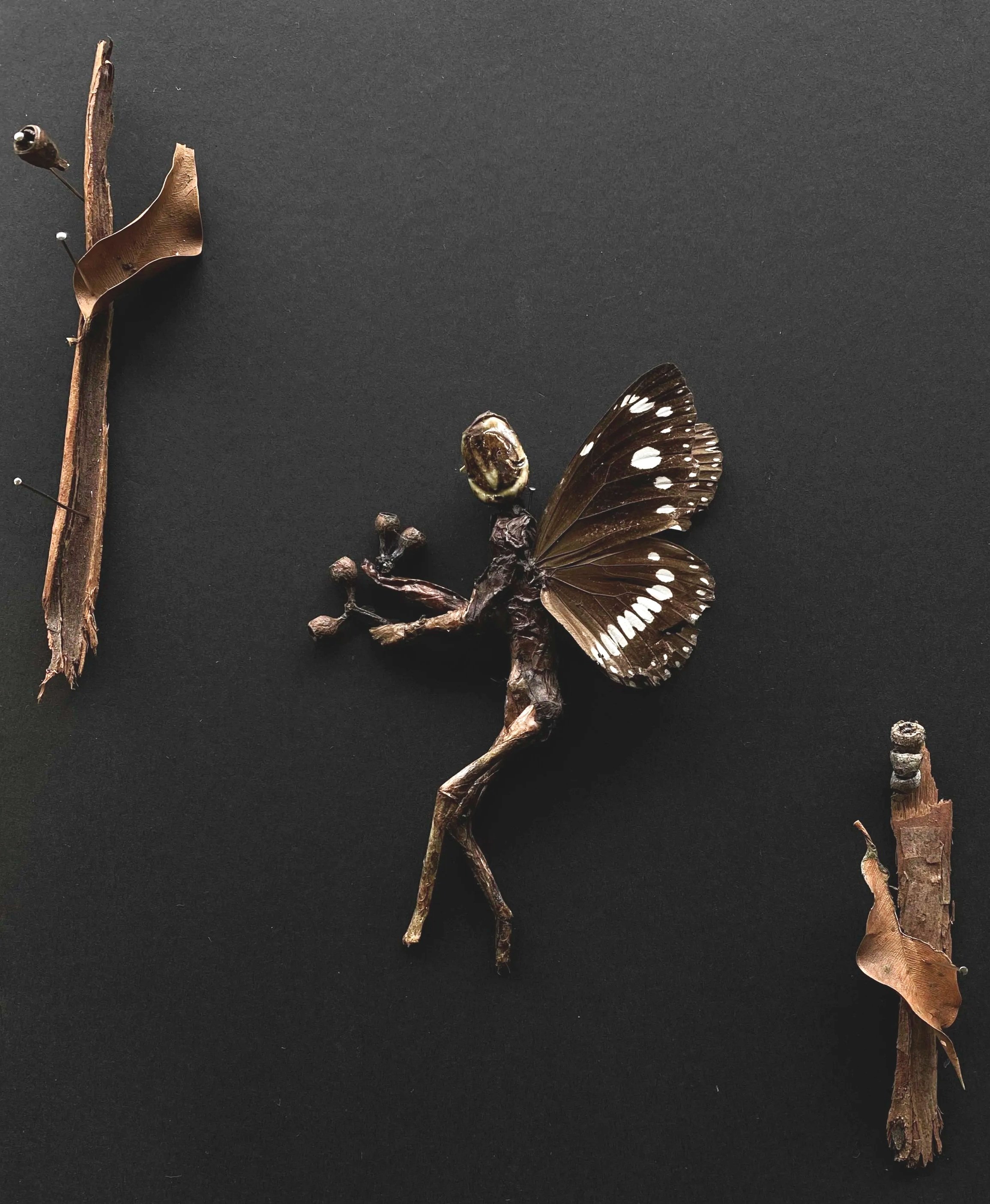 Natya - Common crow butterfly wings, eucalyptus gumnuts, twigs, ink, tissue paper, bark, leaves, clay (2026)
