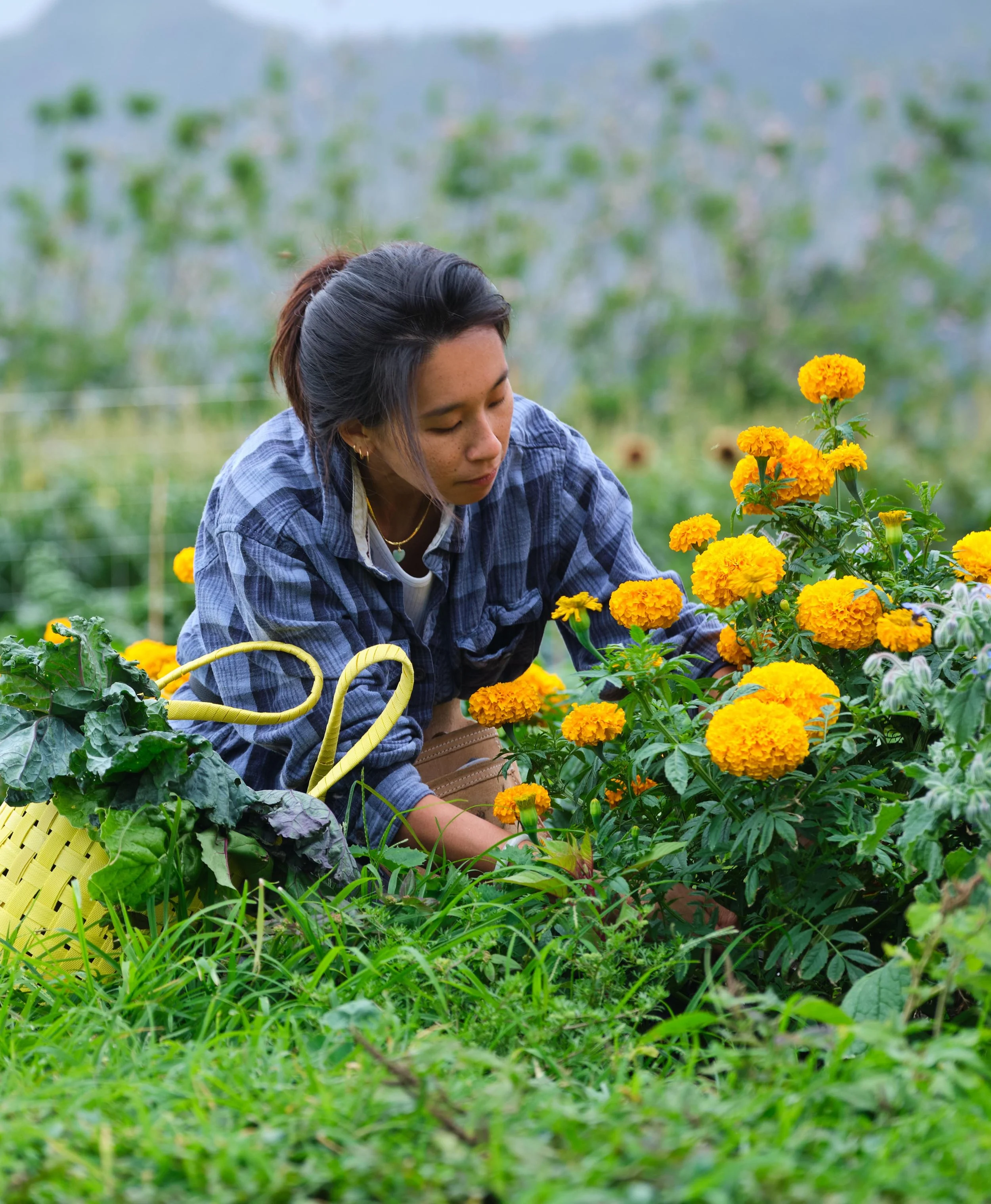 FARMER HARVESTING FLOWERS