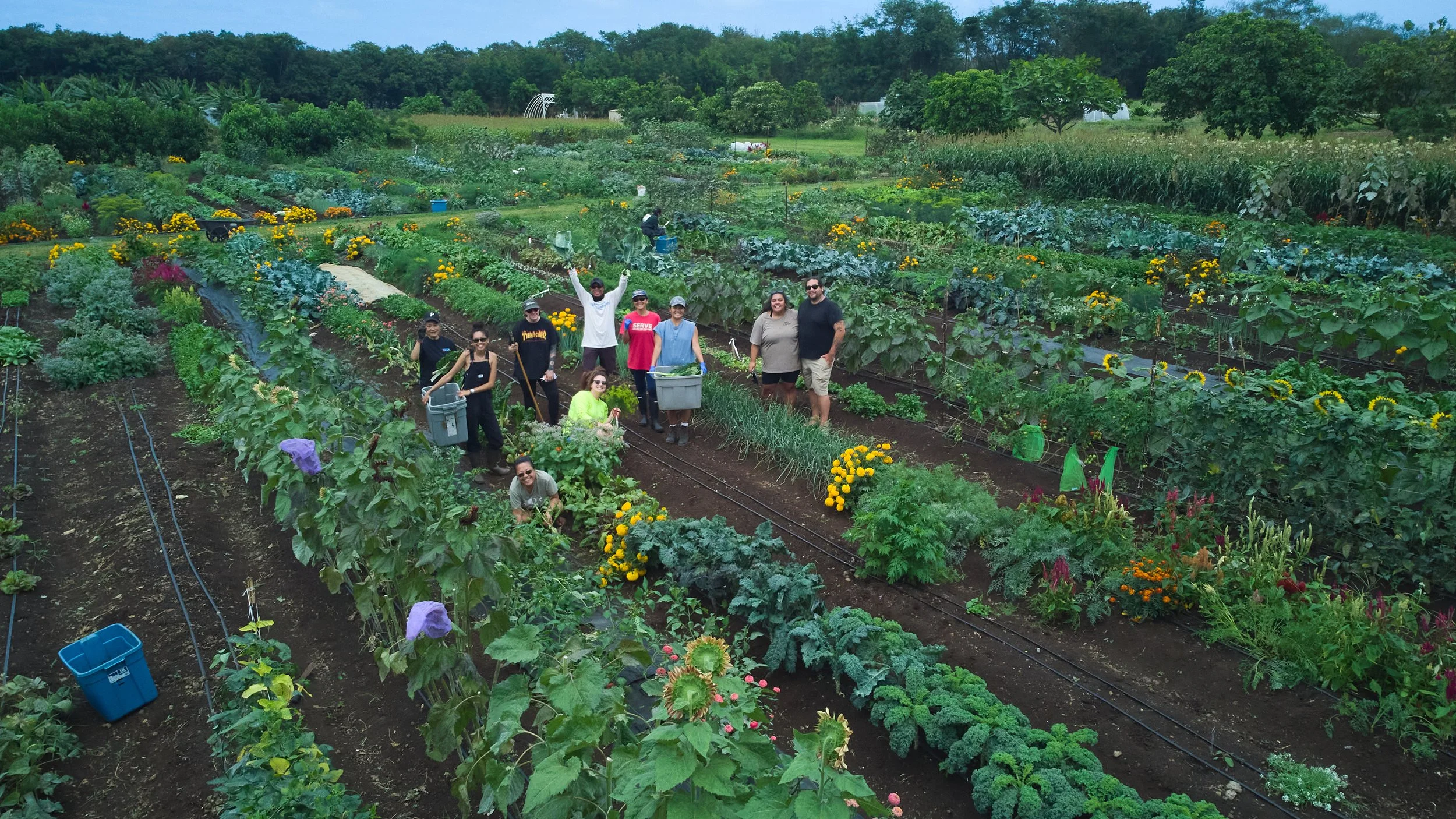 Volunteers in the field