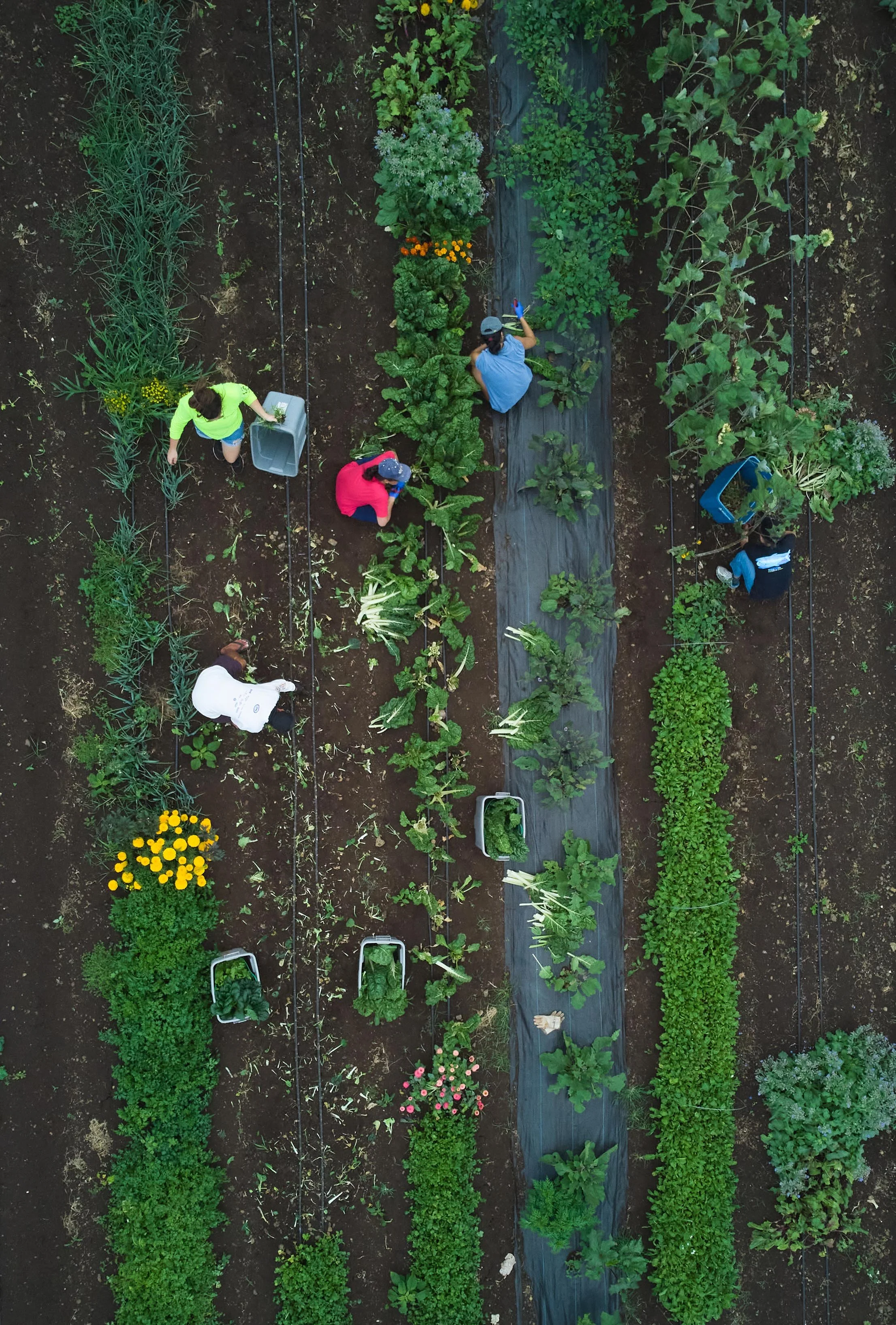 Farmers removing vegetation