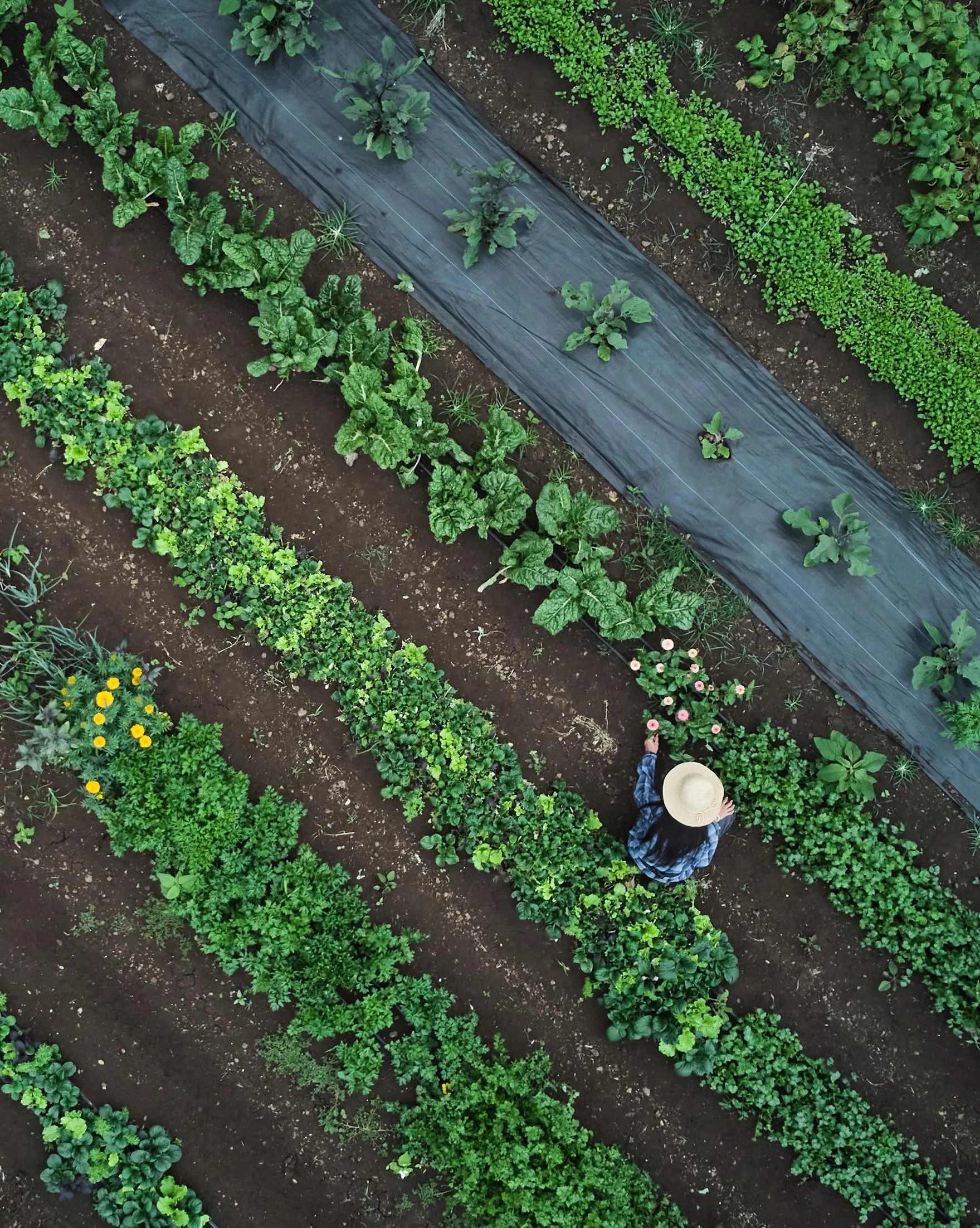 Rows of vegetables and farmer