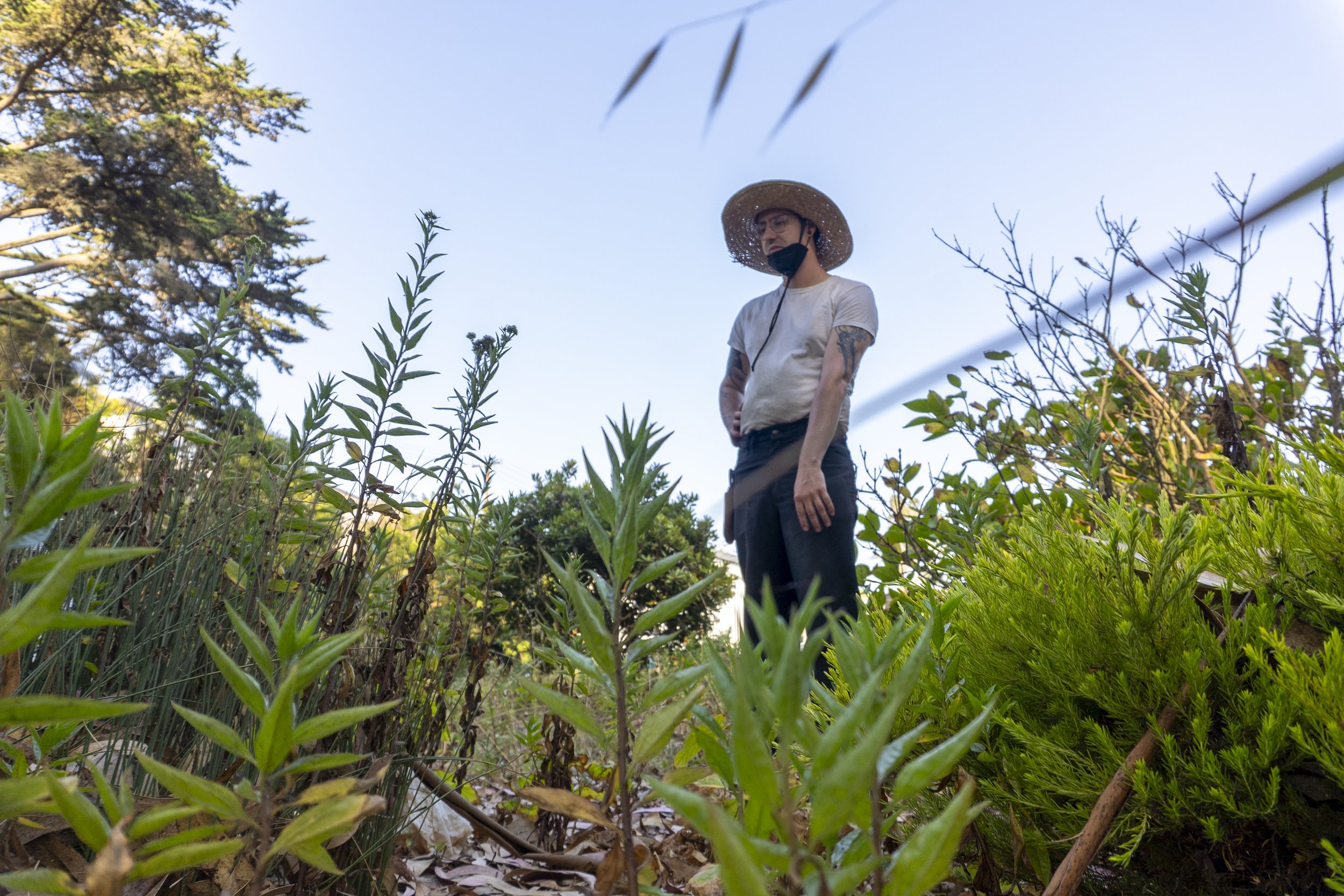 A person standing outdoors among green plants and bushes, wearing a straw hat, white t-shirt, black pants, and a face mask, looking downward.