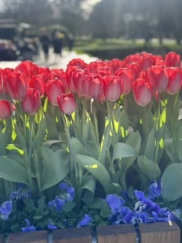 A row of red tulips with green leaves, with purple flowers at the base, outdoors in a garden or park.