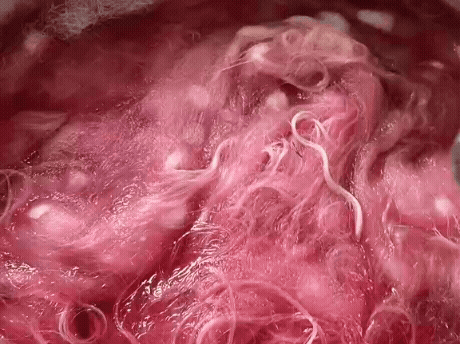 Close-up of pink-colored organic material, possibly tissue or mucus with some thin strands.