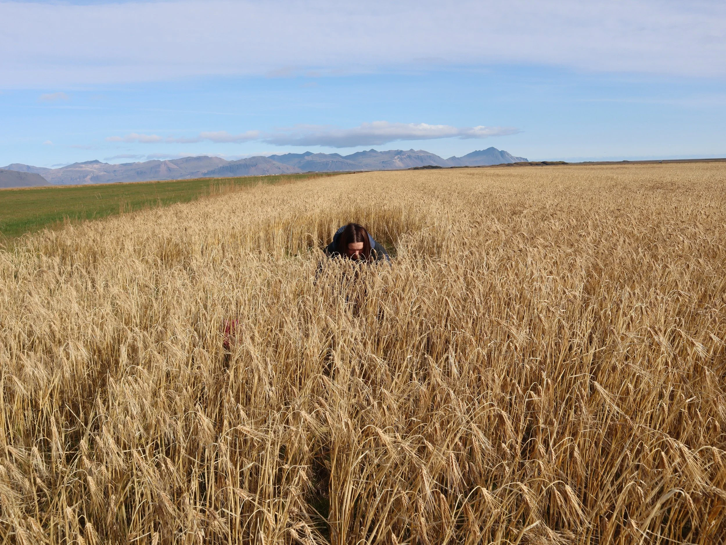 HannaWhitehead_harvesting_straw.JPG