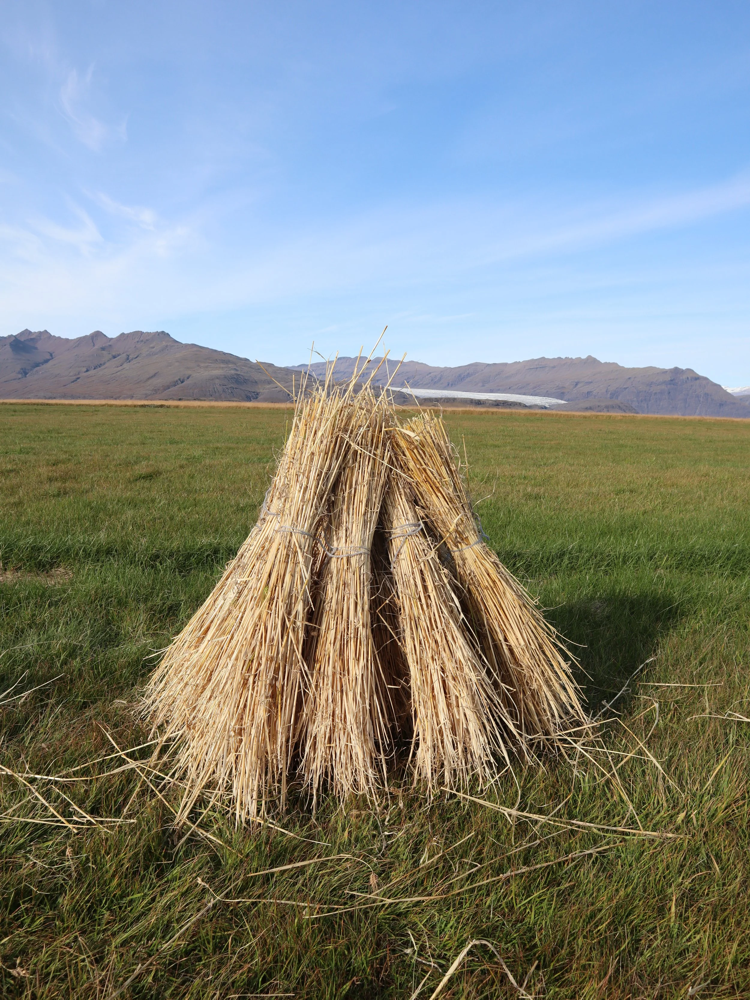 Pile of straw in fields.JPG