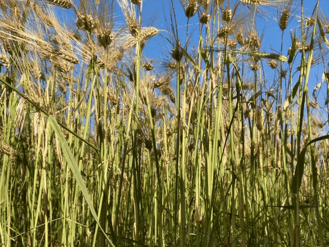 Close-up of a wheat field with green stalks and wheat heads under a blue sky.