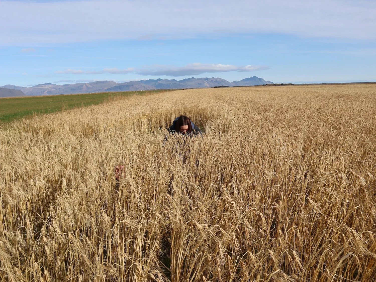 A person crouching in a golden wheat field with mountains and a blue sky in the background.