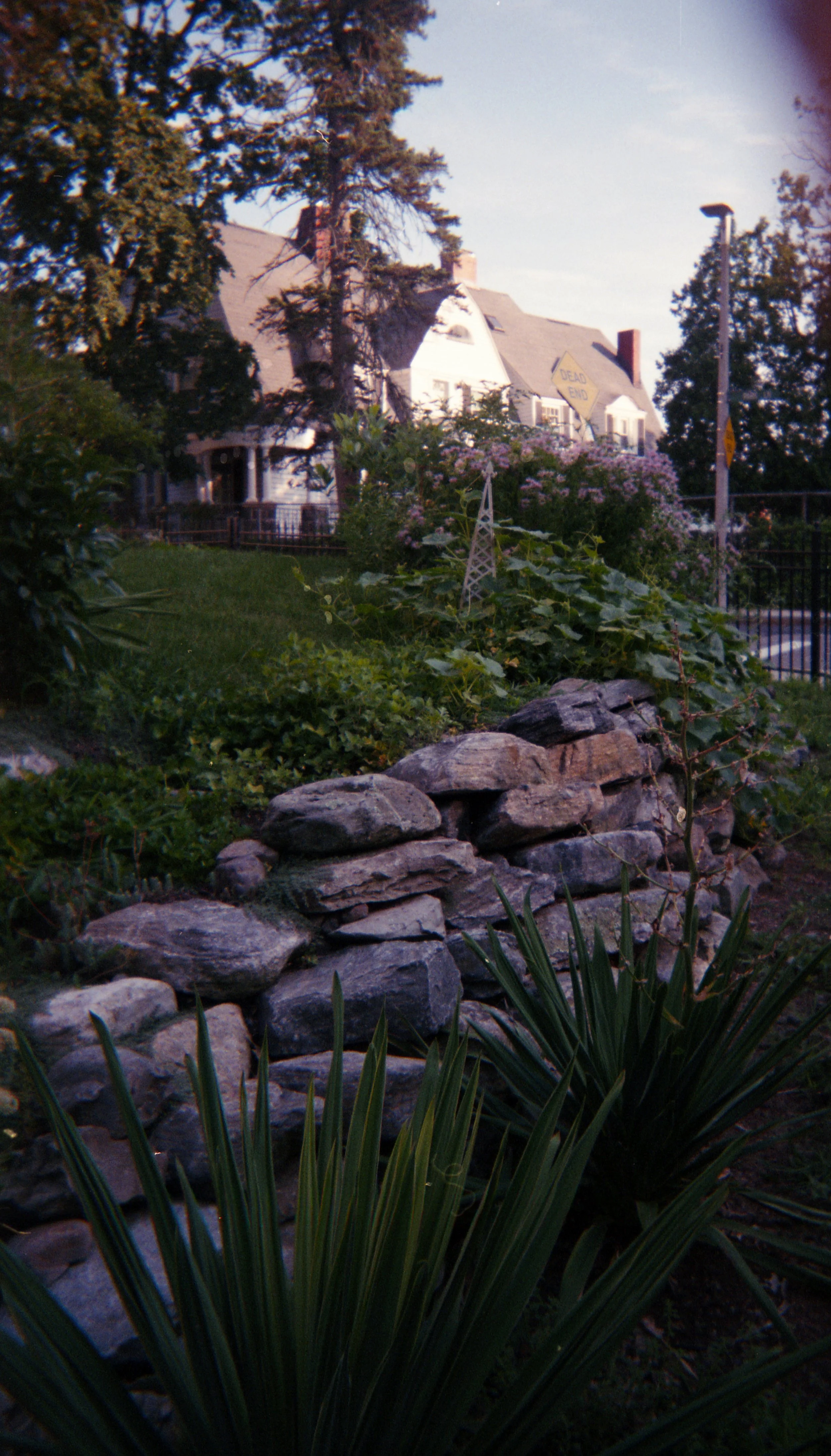 wild flowers014.jpg