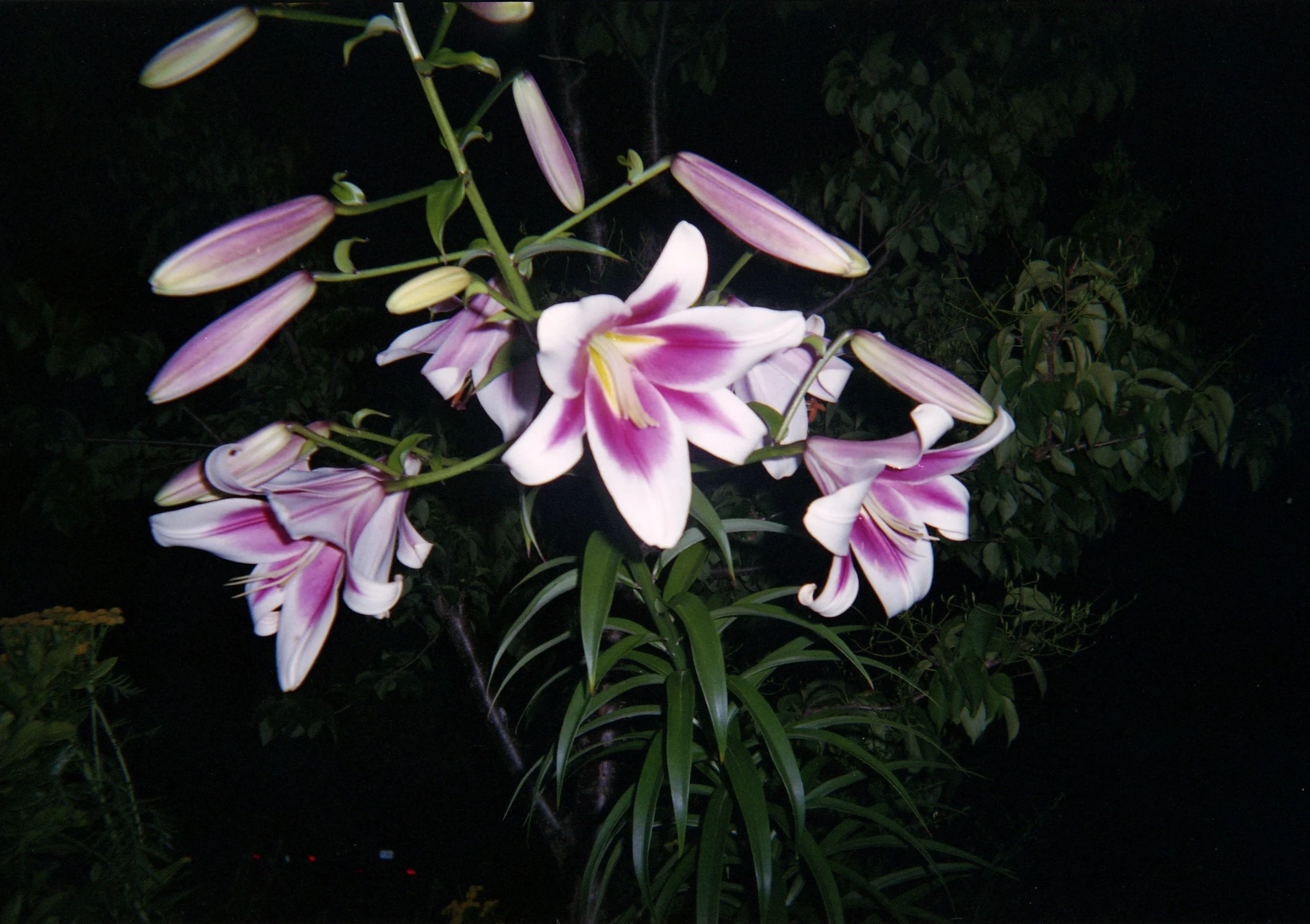 wild flowers021.jpg