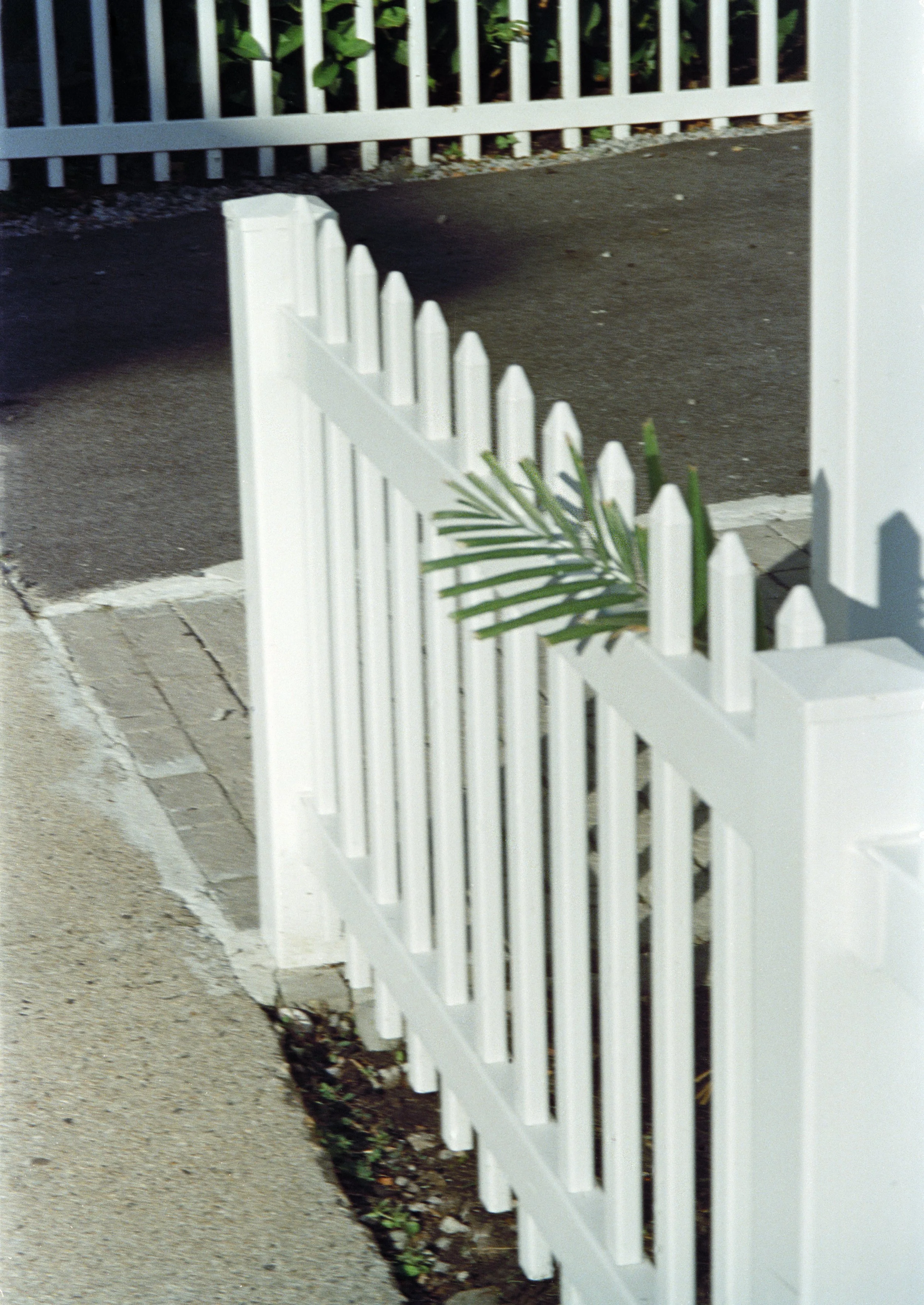 idk_5_fence and plant.jpg