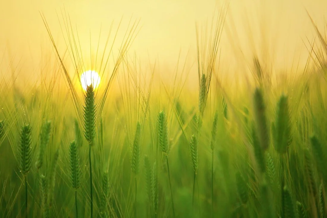 Close-up of wheat stalks with the sun shining behind them, in a green field during sunrise or sunset.