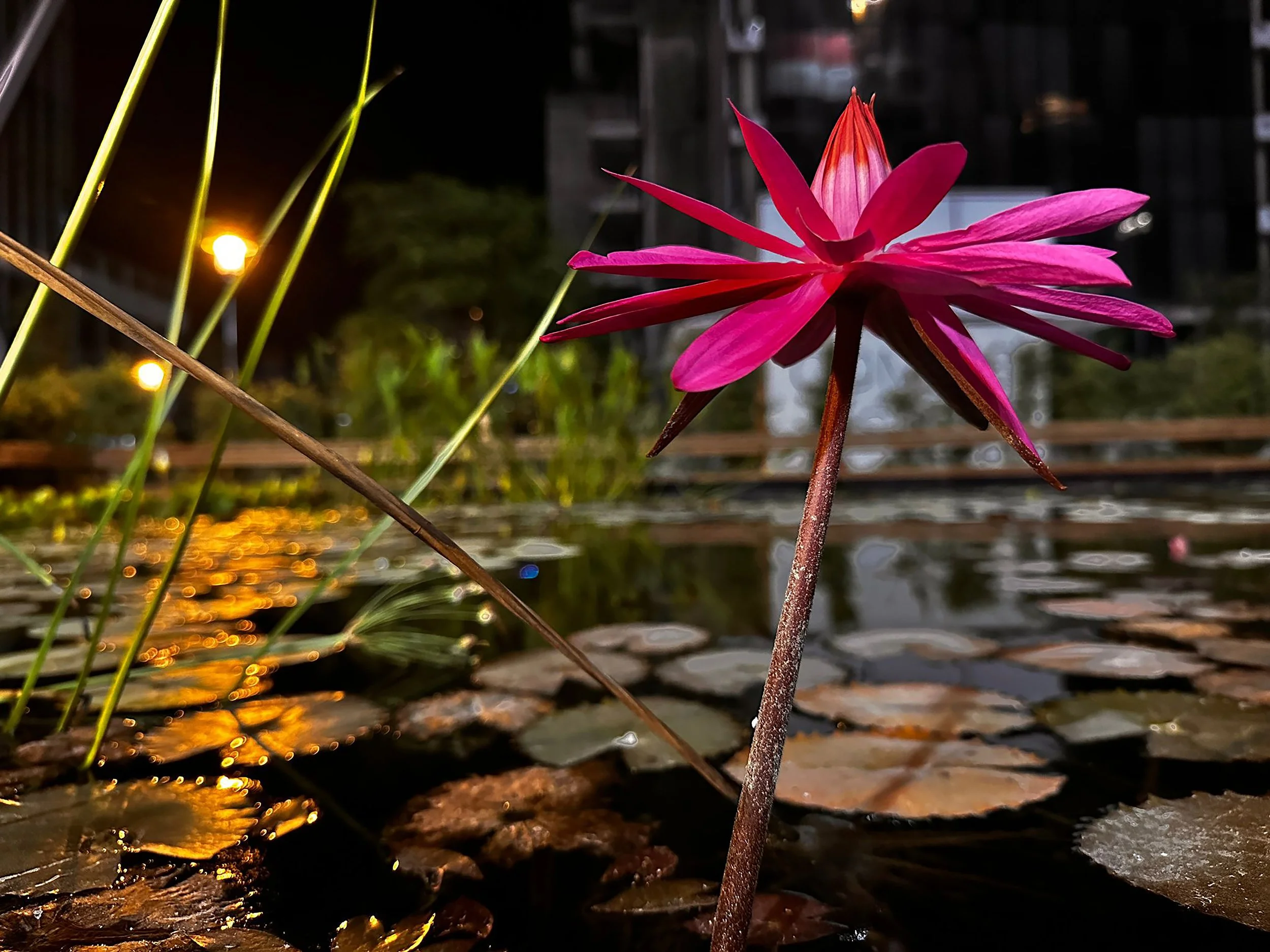 לילה מוזהב 2.jpg