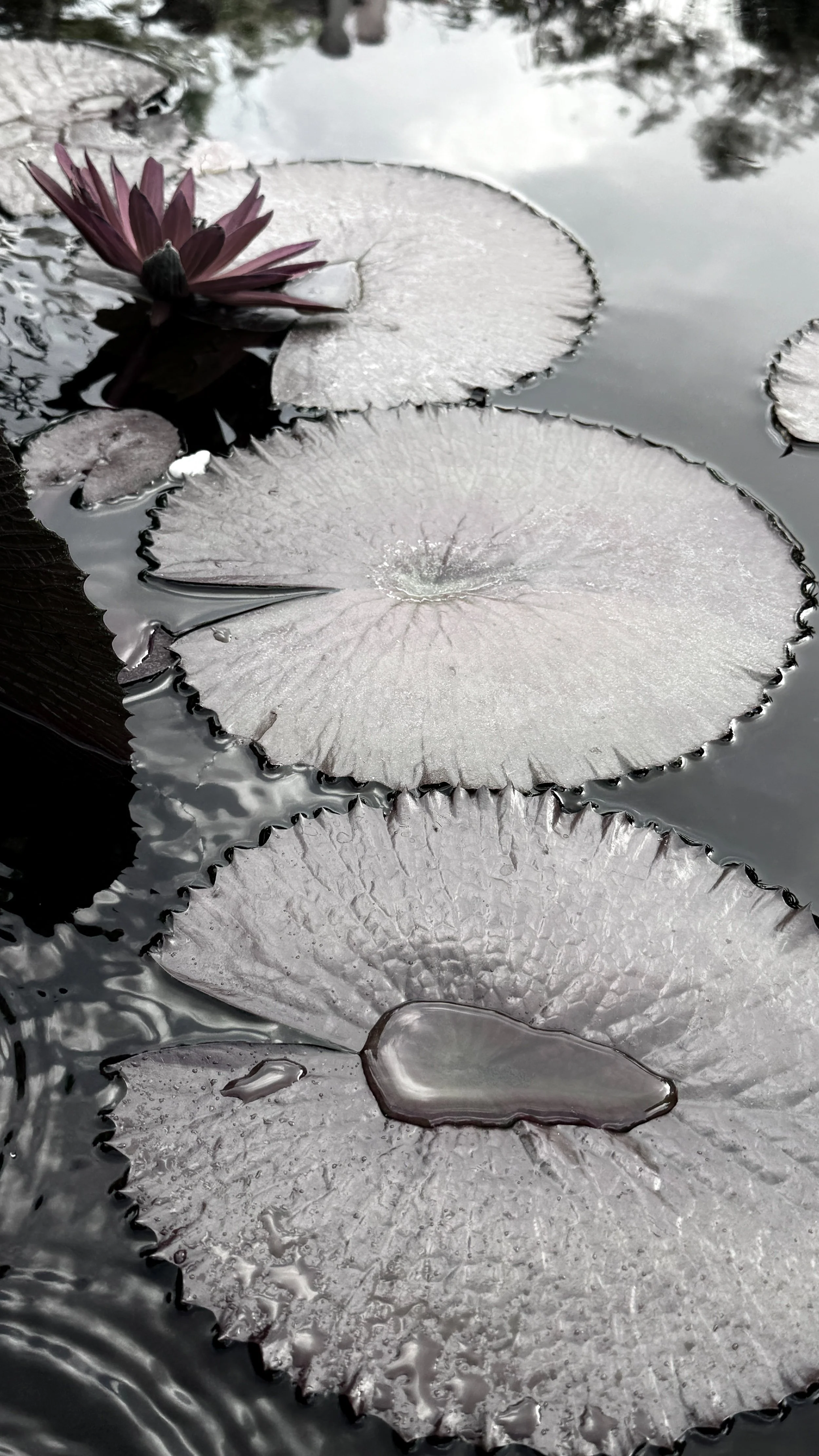 עלים מונוכרומטי 500 1.jpg